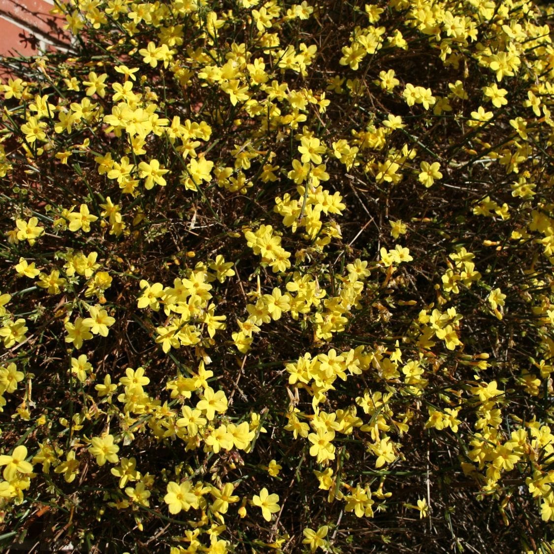 Jasminum nudiflorum (Iasomia de iarna cataratoare)