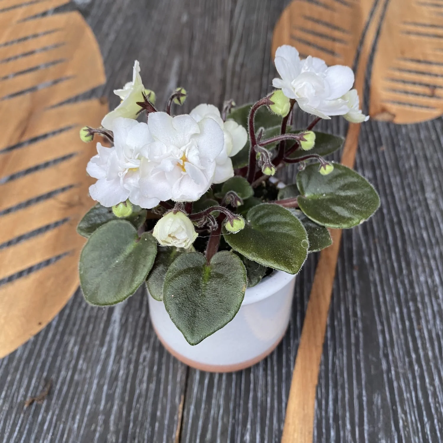 Violete cu flori duble albe – Saintpaulia White (mini)