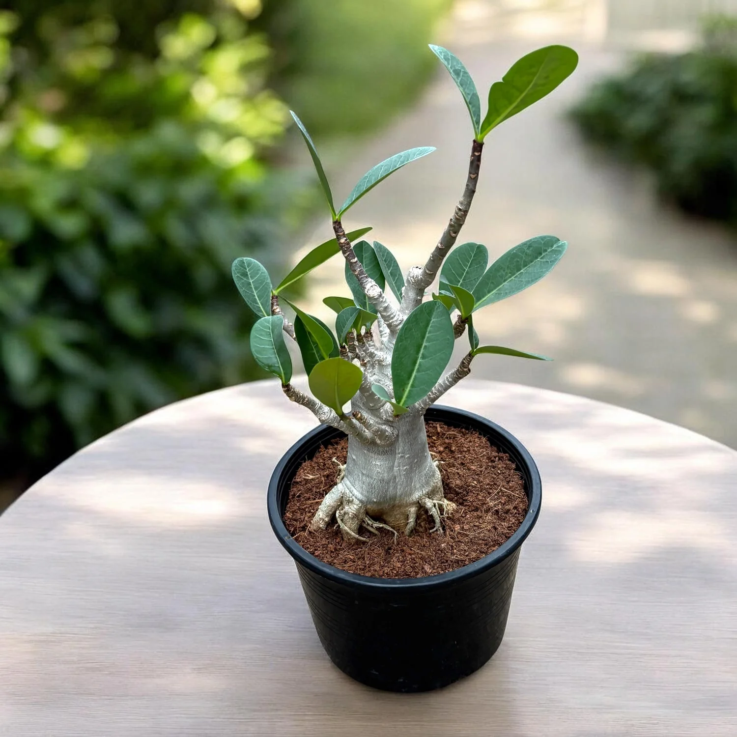 Adenium arabicum 'Baobab’ D15