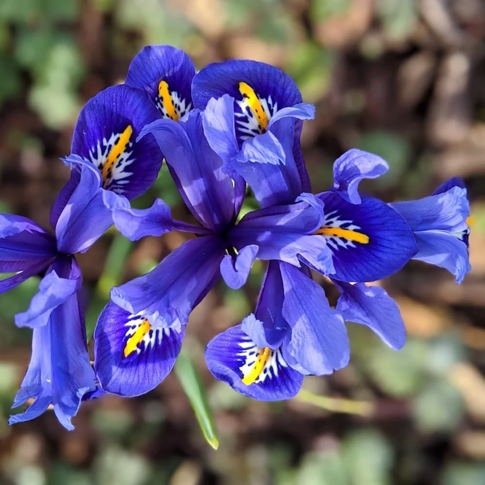 Iris reticulata ‘Harmony’ – iris pitic de primavara, cu flori albastru intens si accente aurii