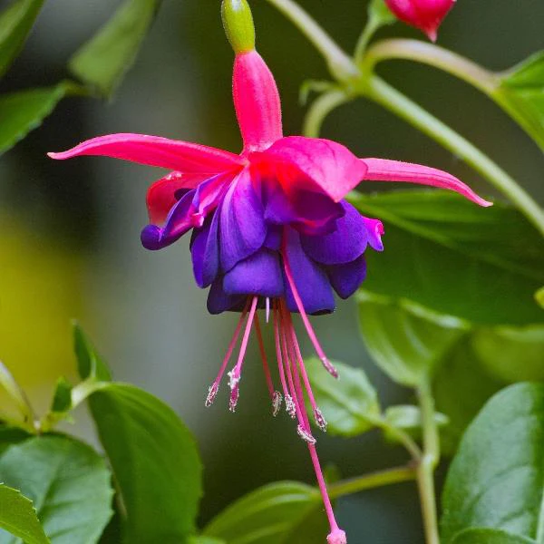 Fuchsia ‘Tom Thumb’ – cercelusi de gradina, cu flori roz-violet spectaculoase