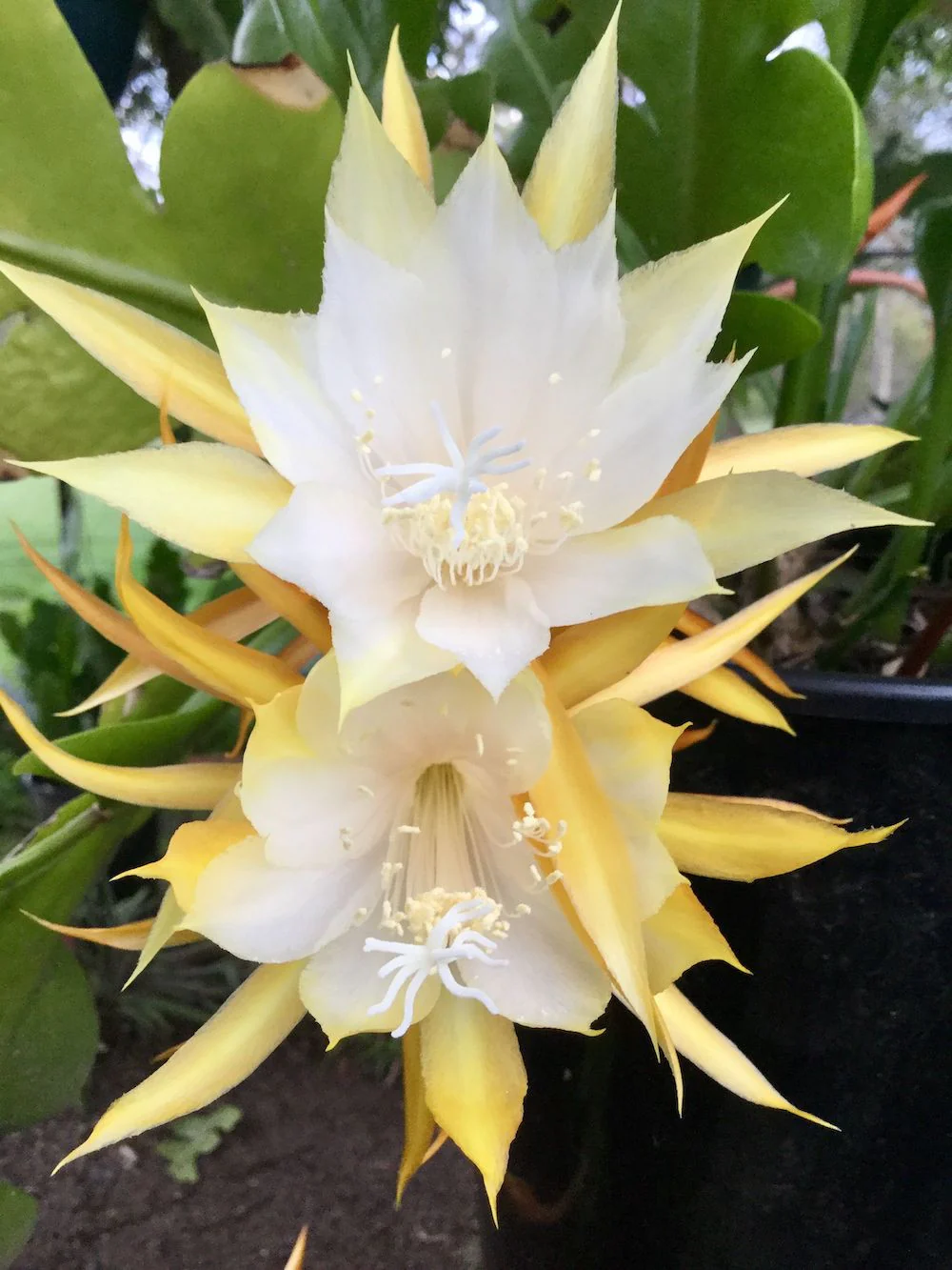 Epiphyllum anguliger – Zig Zag Cactus D5