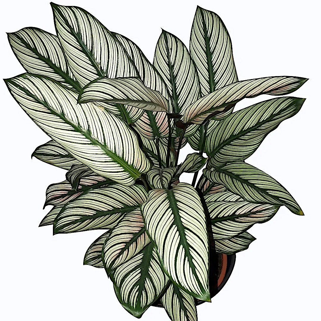Calathea majestica Whitestar – exemplare XL
