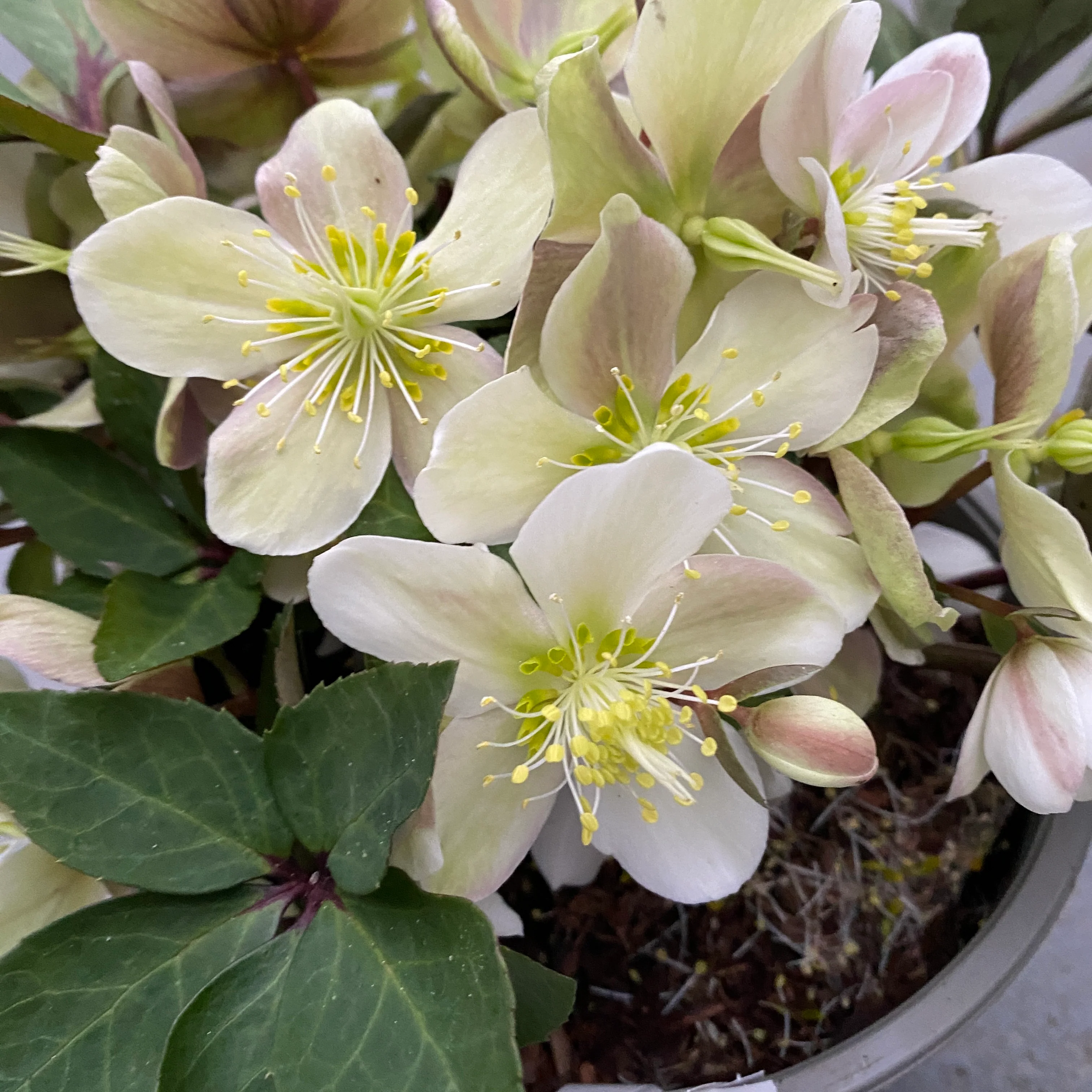 Helleborus Viv Valeria (Spanz)