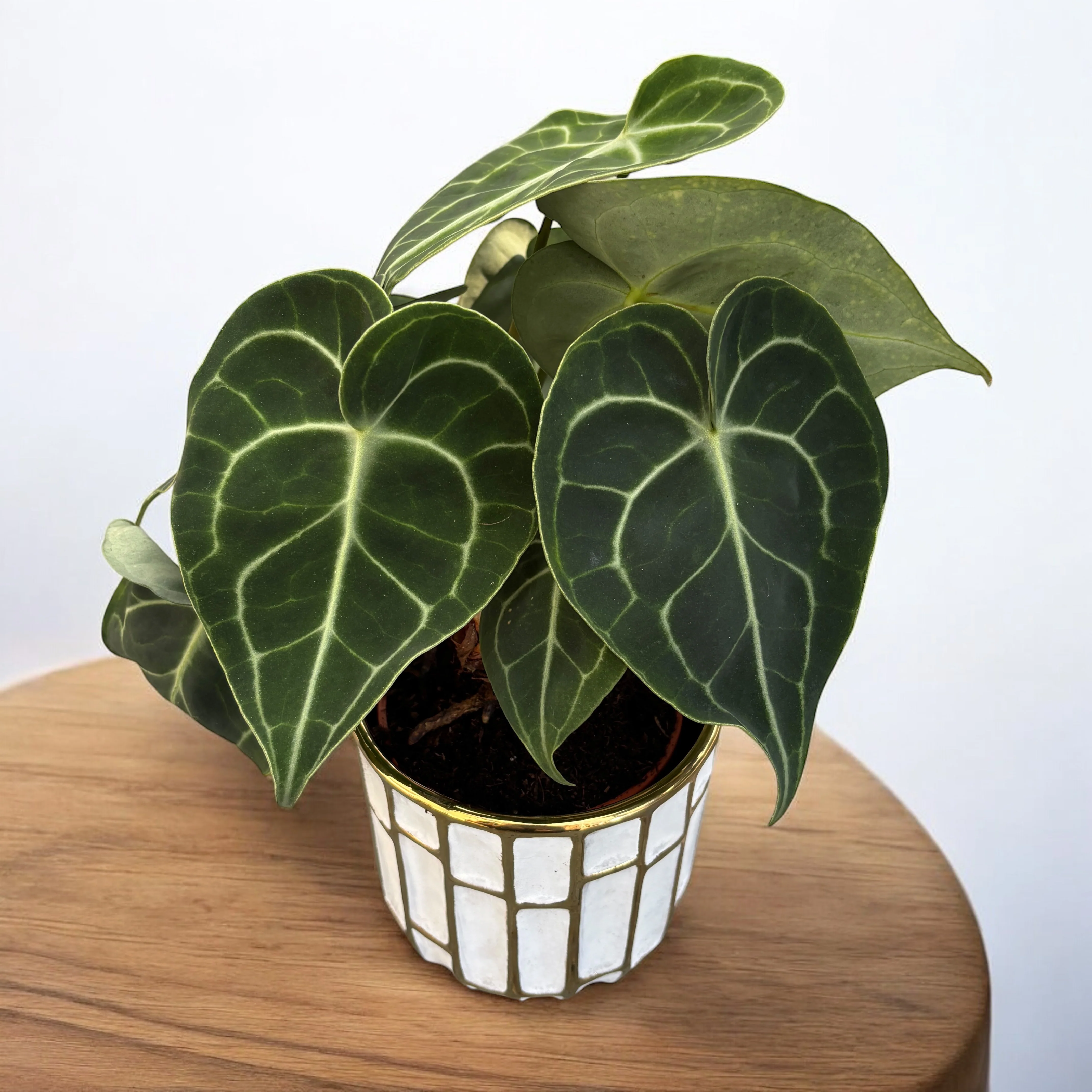 Anthurium clarinervium – exemplare XL