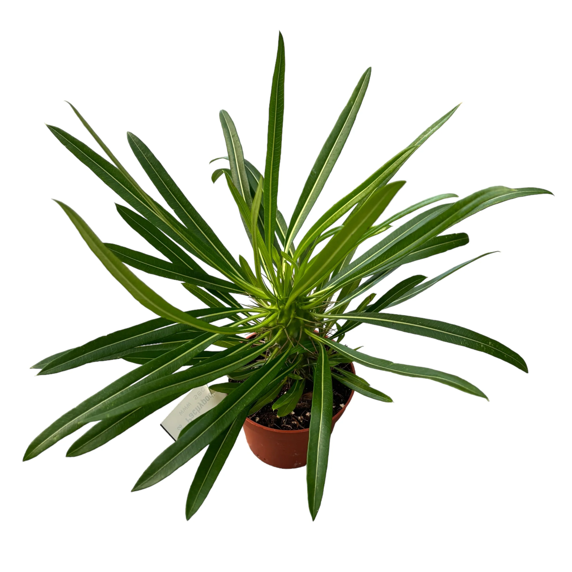 Pachypodium lamerei – palmierul de Madagascar cu aspect exotic si rezistenta ridicata