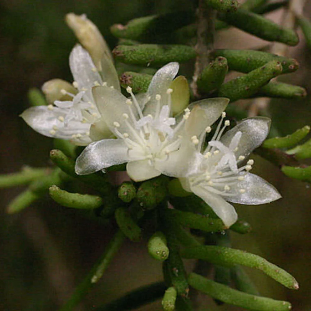 Rhipsalis mesembryanthemoides