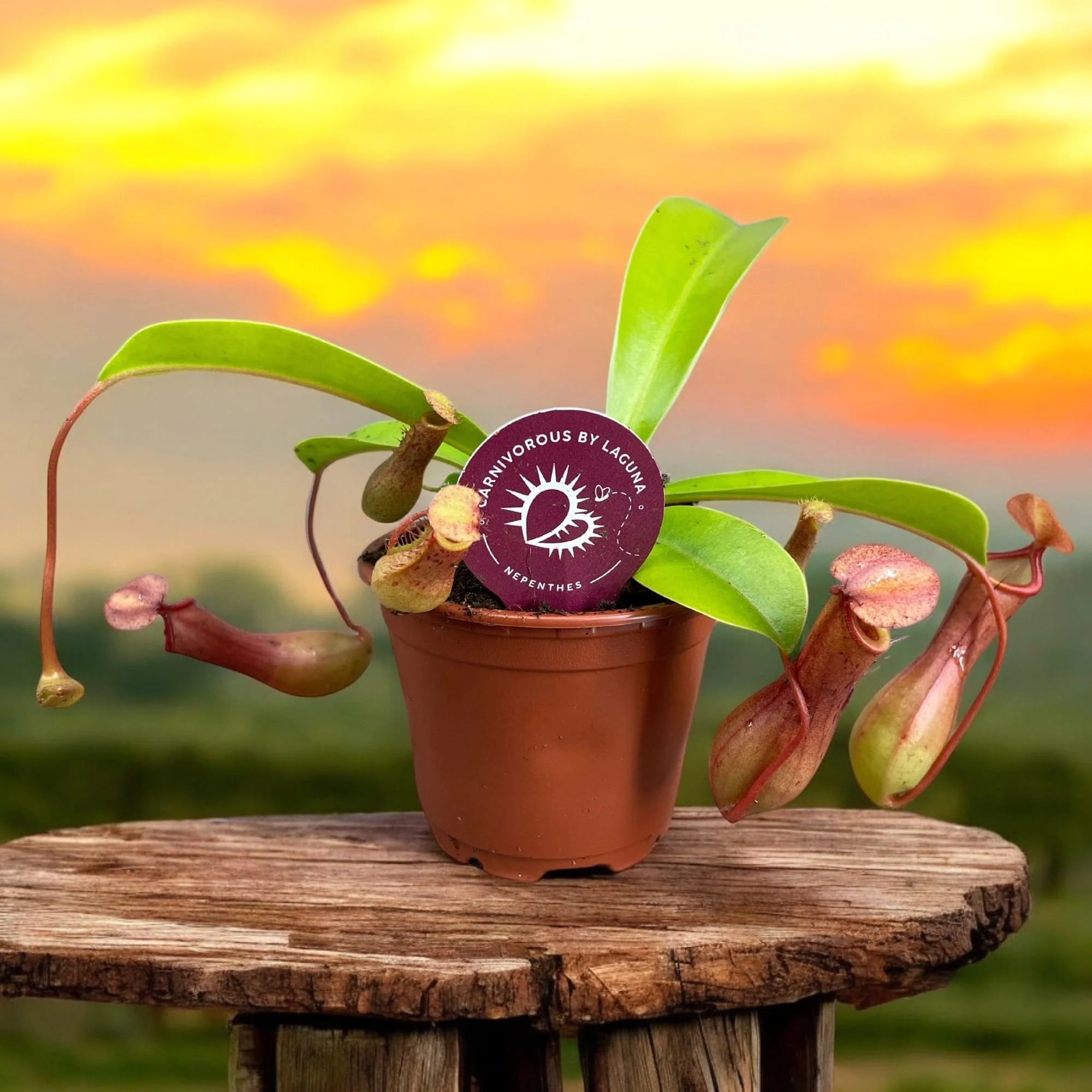 Nepenthes alata D9 – O planta carnivora spectaculoasa!