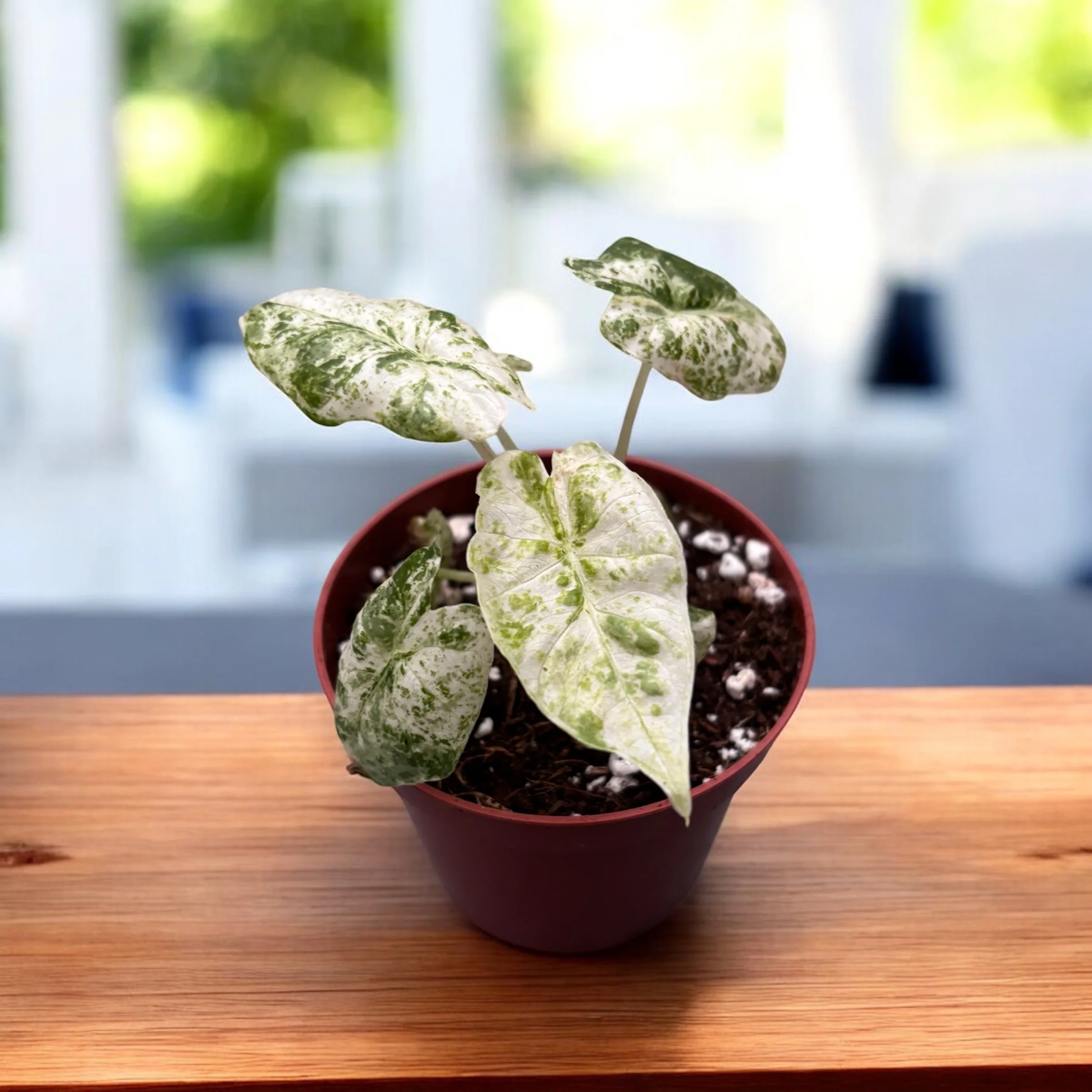 Alocasia odora 'Variegata-Batik’ – babyplants