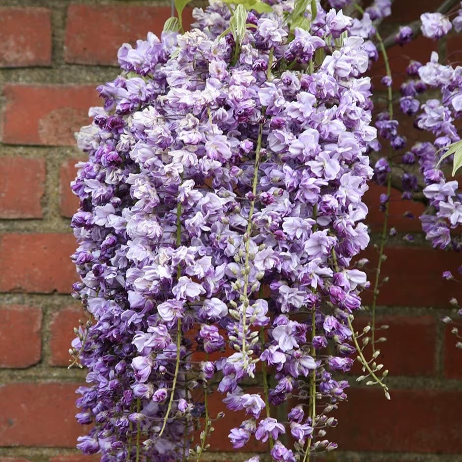 Glicina cu flori duble – Wisteria floribunda 'Violacea Plena’ (flori parfumate)
