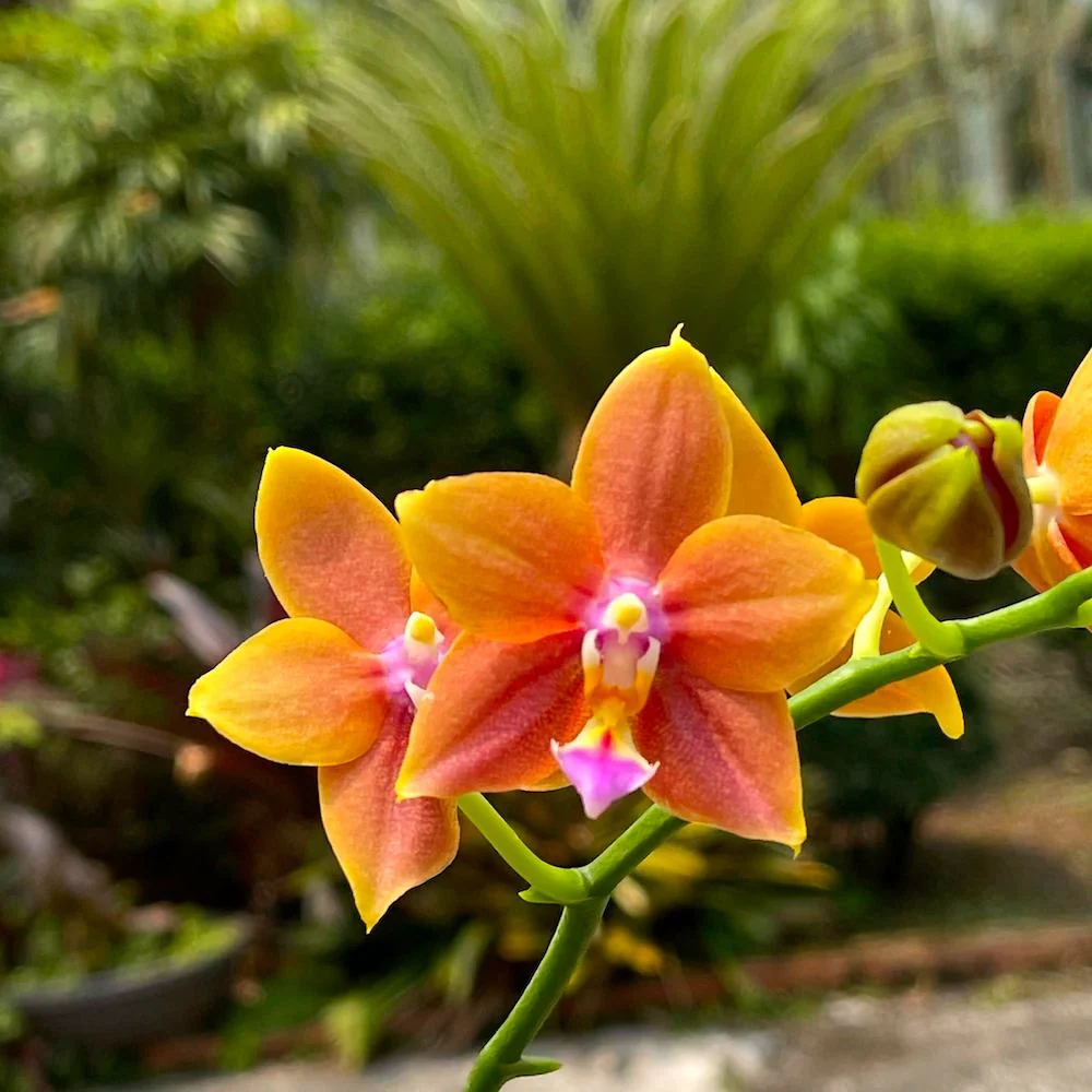 Phalaenopsis Meidarland Chambe *parfumata