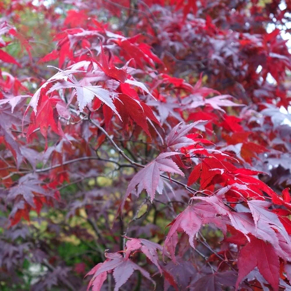 Acer palmatum 'Atropurpureum’ (Artar japonez rosu)