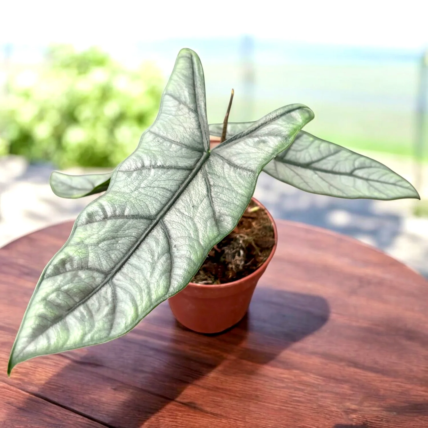 Alocasia heterophylla 'Corazon’