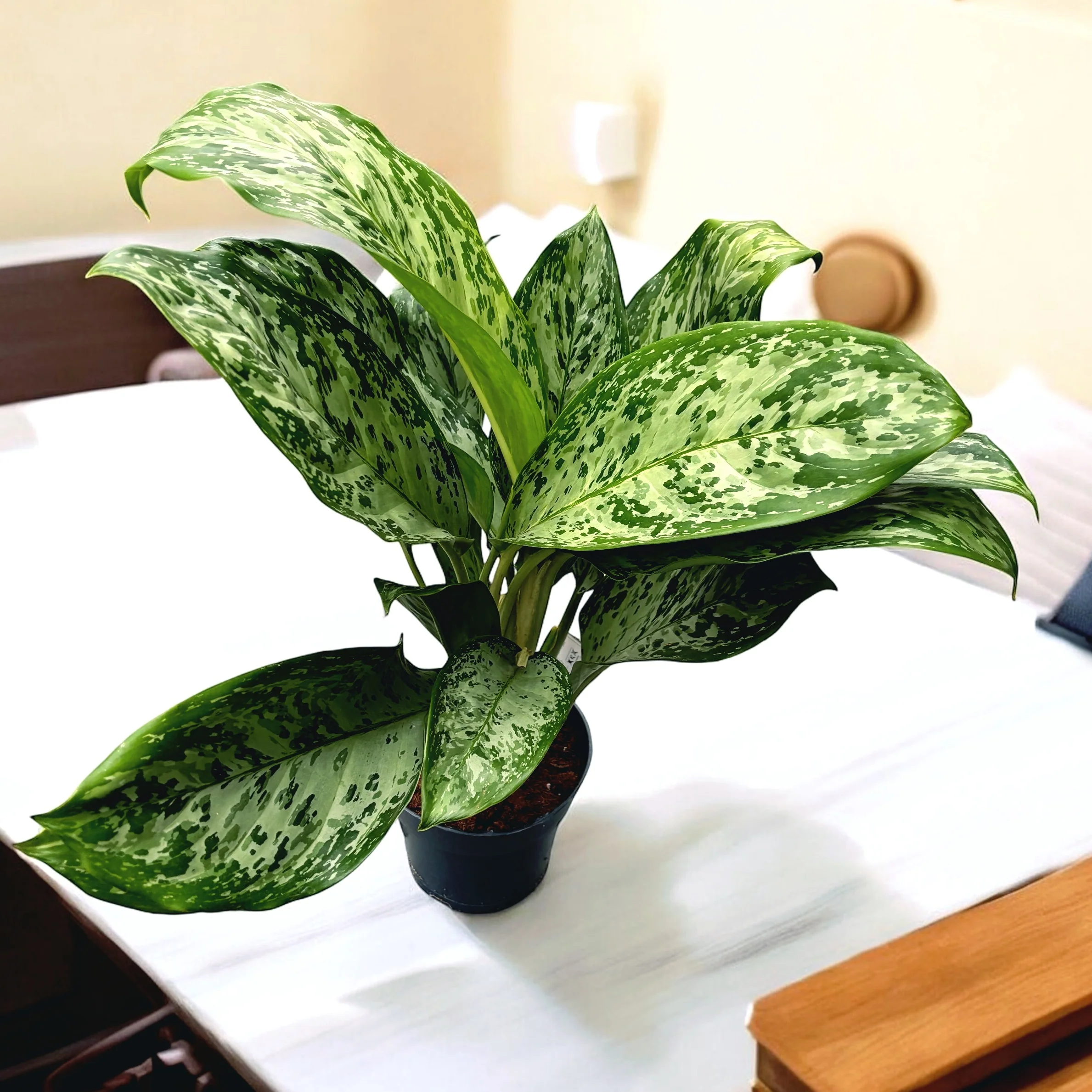 Aglaonema 'Greenlight’ – exemplare XL (2-3 plante/ghiveci)