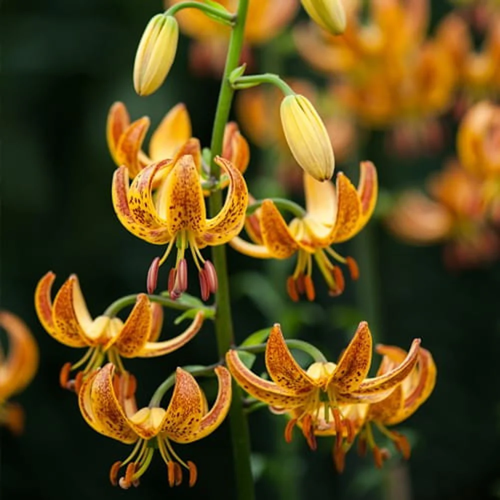 Lilium 'Sunny Morning’ – Crini Martagon de gradina