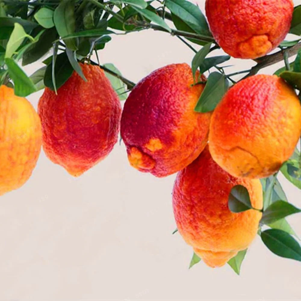 Citrus limon 'Rosso’ – Red Lemon