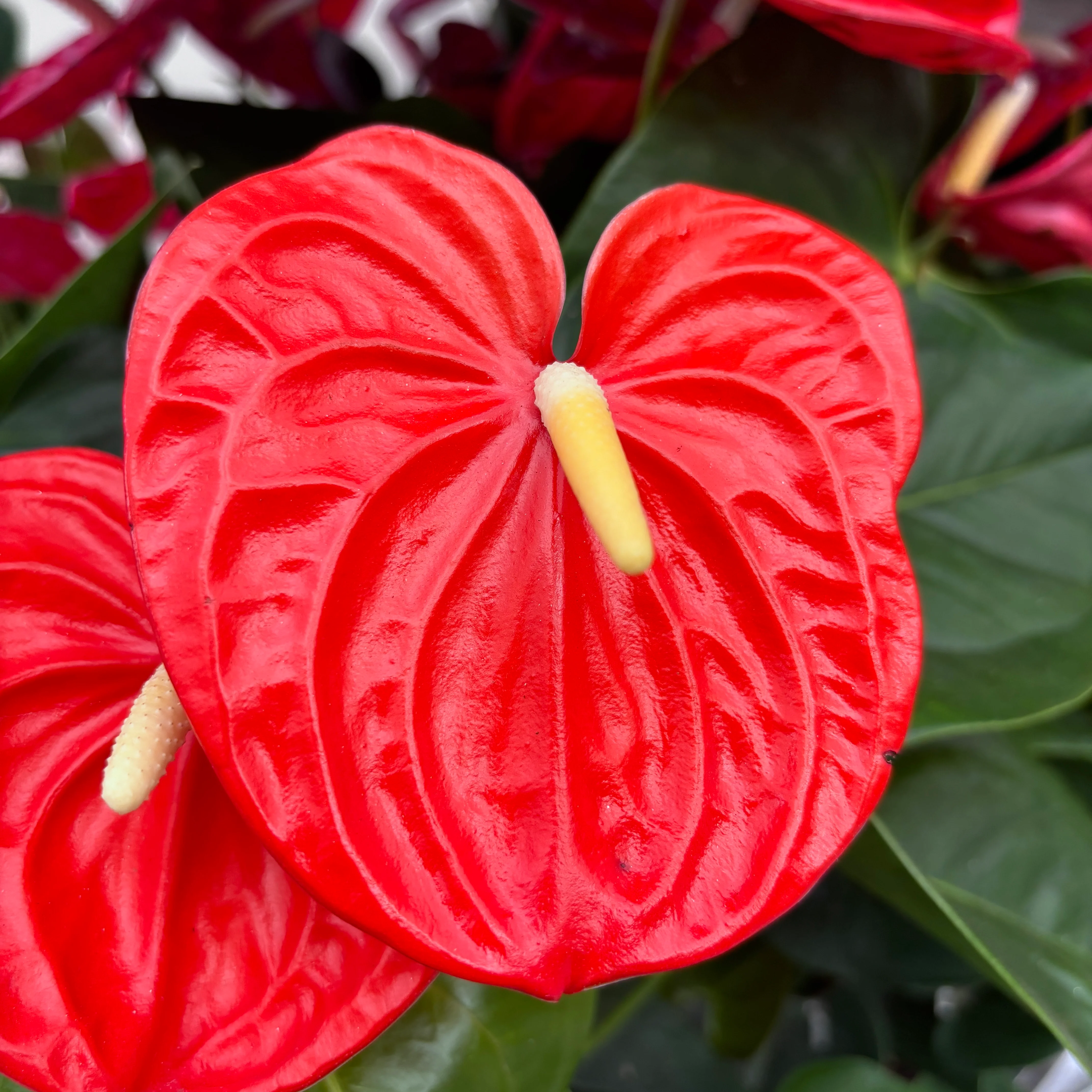Anthurium Orange Champion (flori XL)