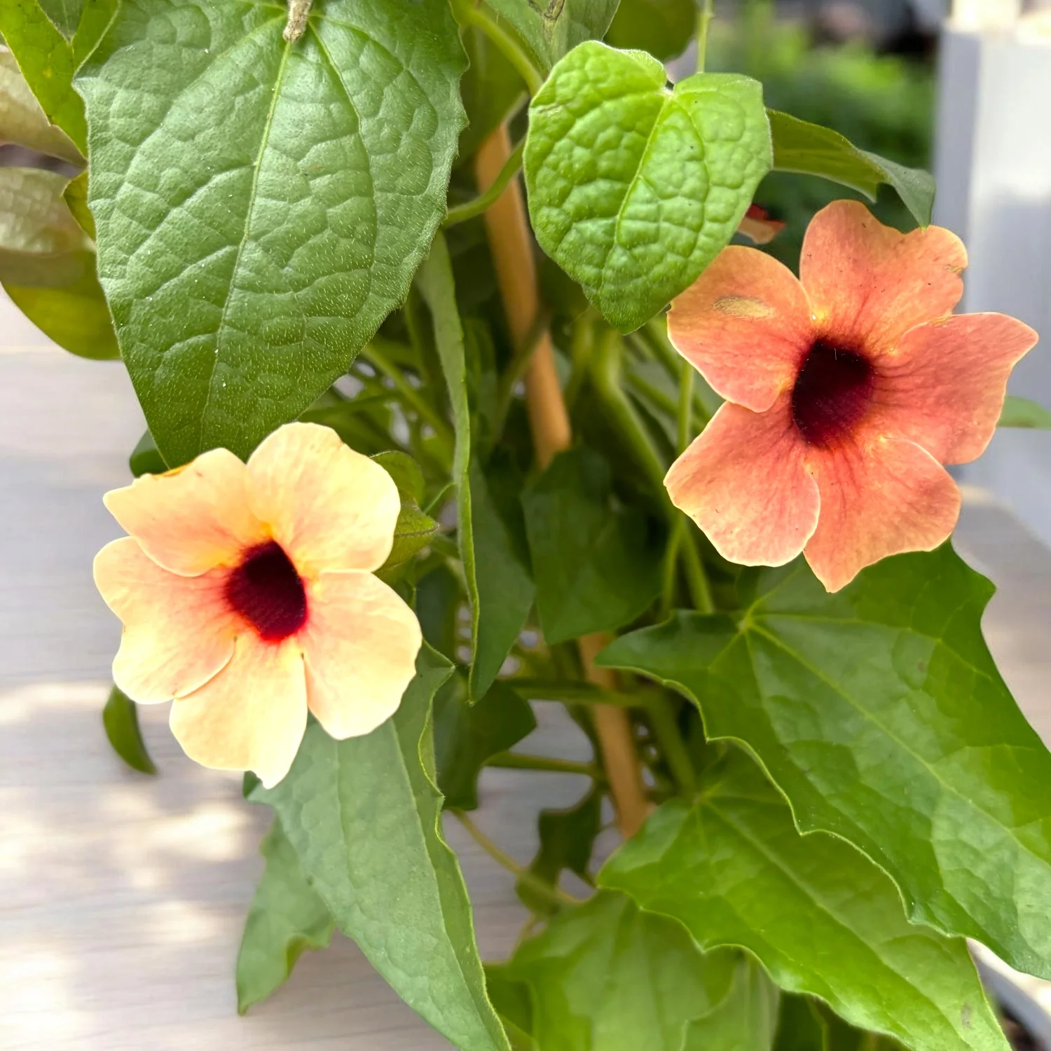 Thunbergia alata ‘African Sunset’ (Suzana cu ochi negri)