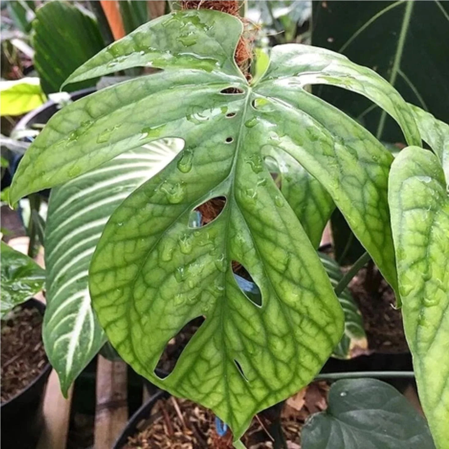 Amydrium medium 'Spiderman’ (Spiderman Monstera)