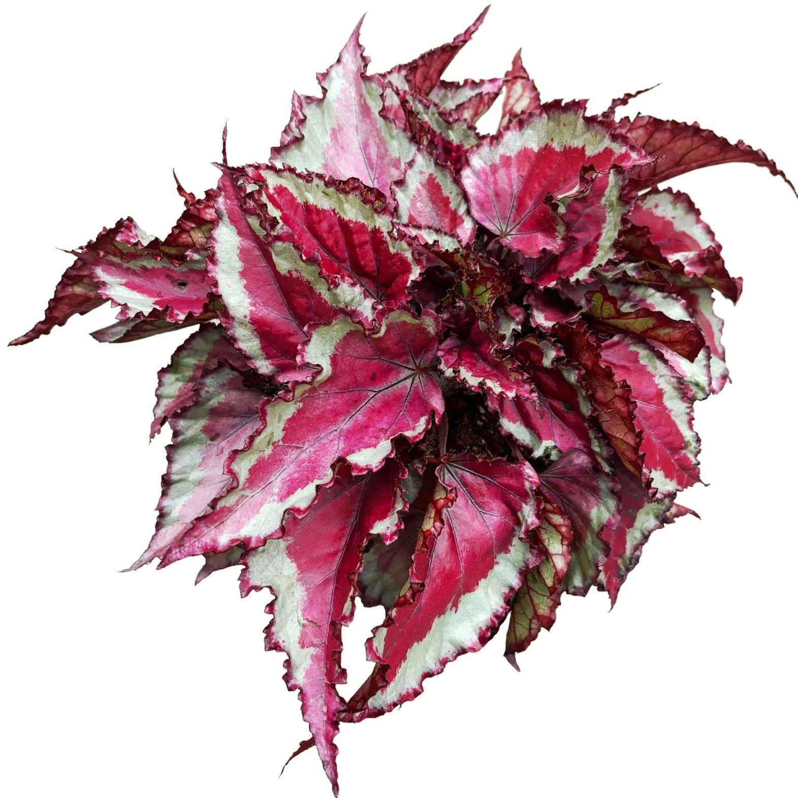 Begonia Magic Colours 'Spitfire’