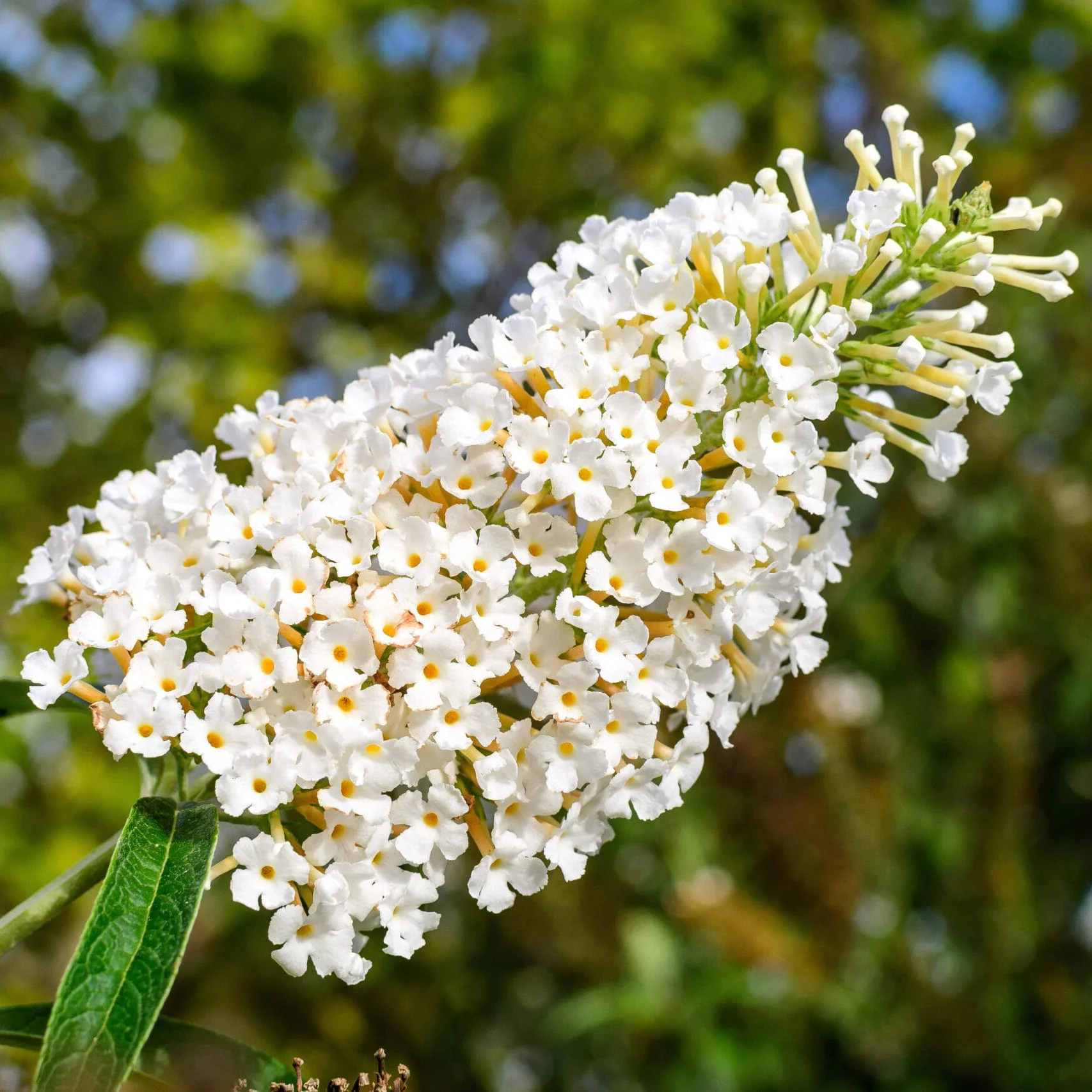Liliac de vara – Buddleja davidii 'White Profusion’