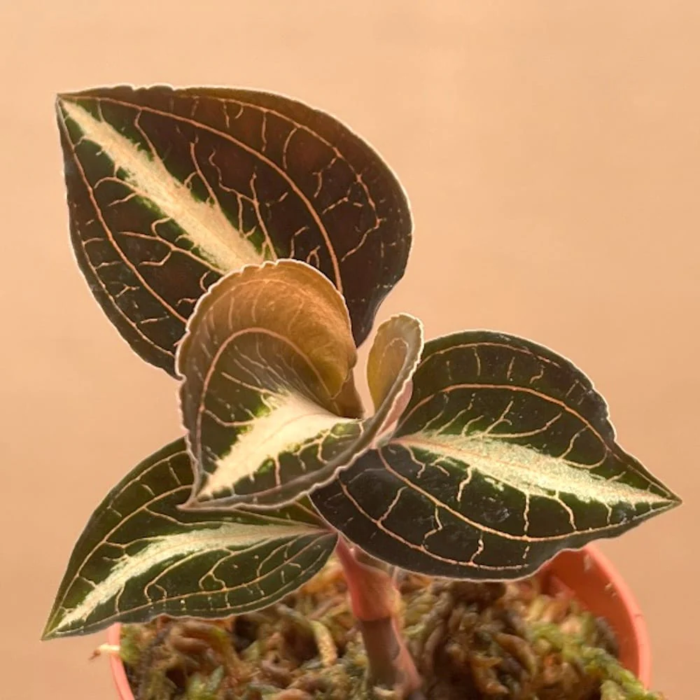 Anoectochilus leyli 'Brown’ (Jewel Orchid)