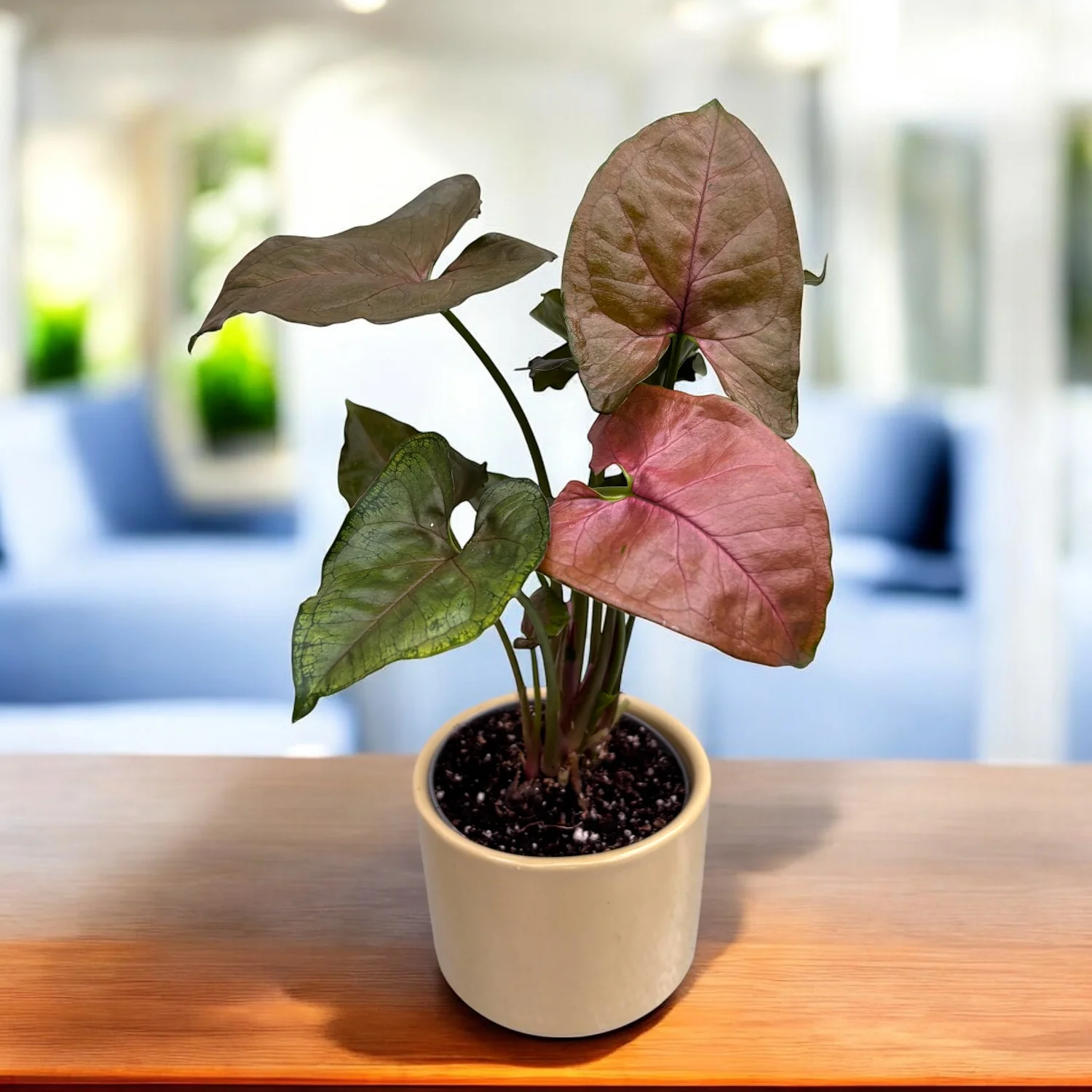 Syngonium Maria Allusion (babyplant)