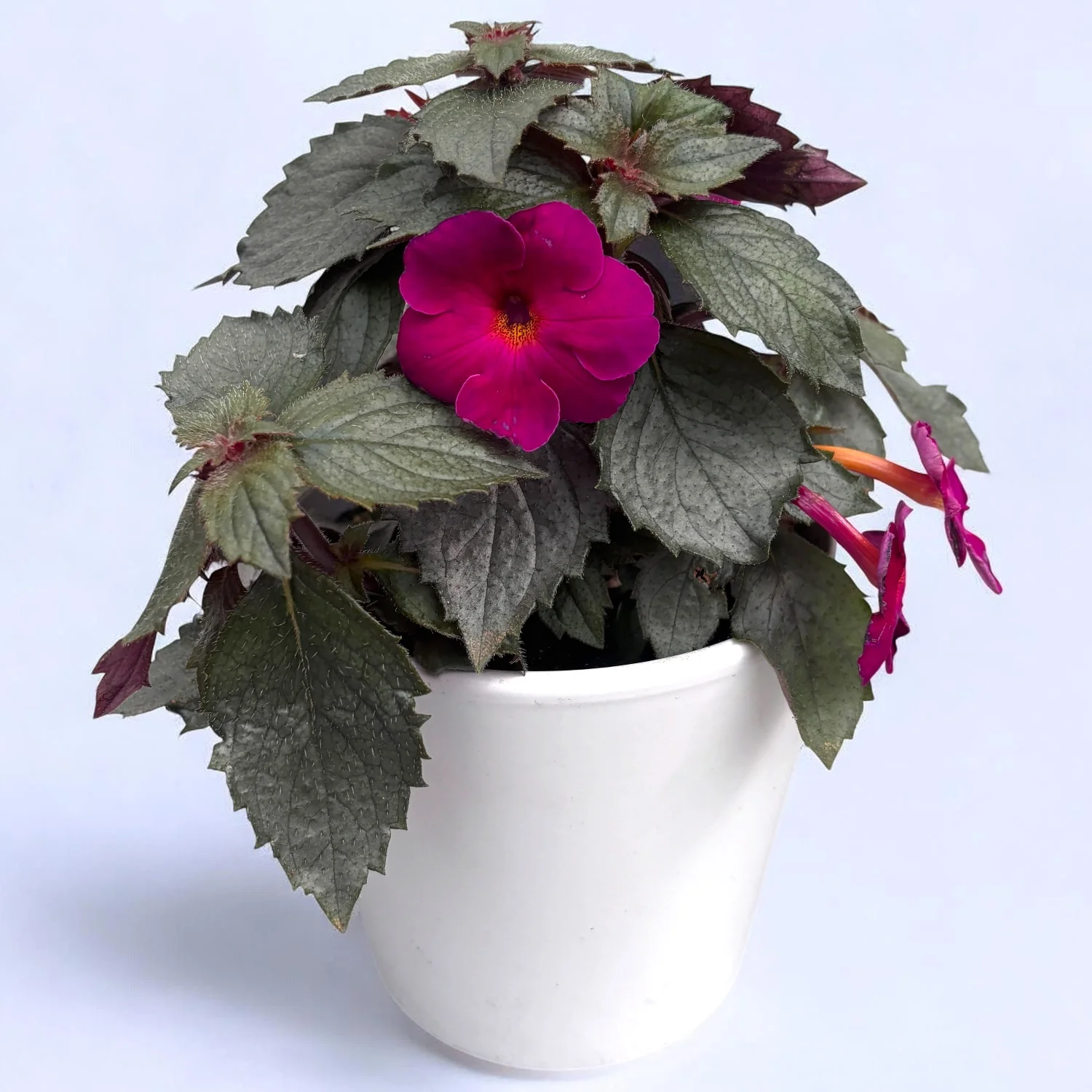 Achimenes ‘Magenta Meteor’ – achimenes cu flori magenta intense si inflorire abundenta