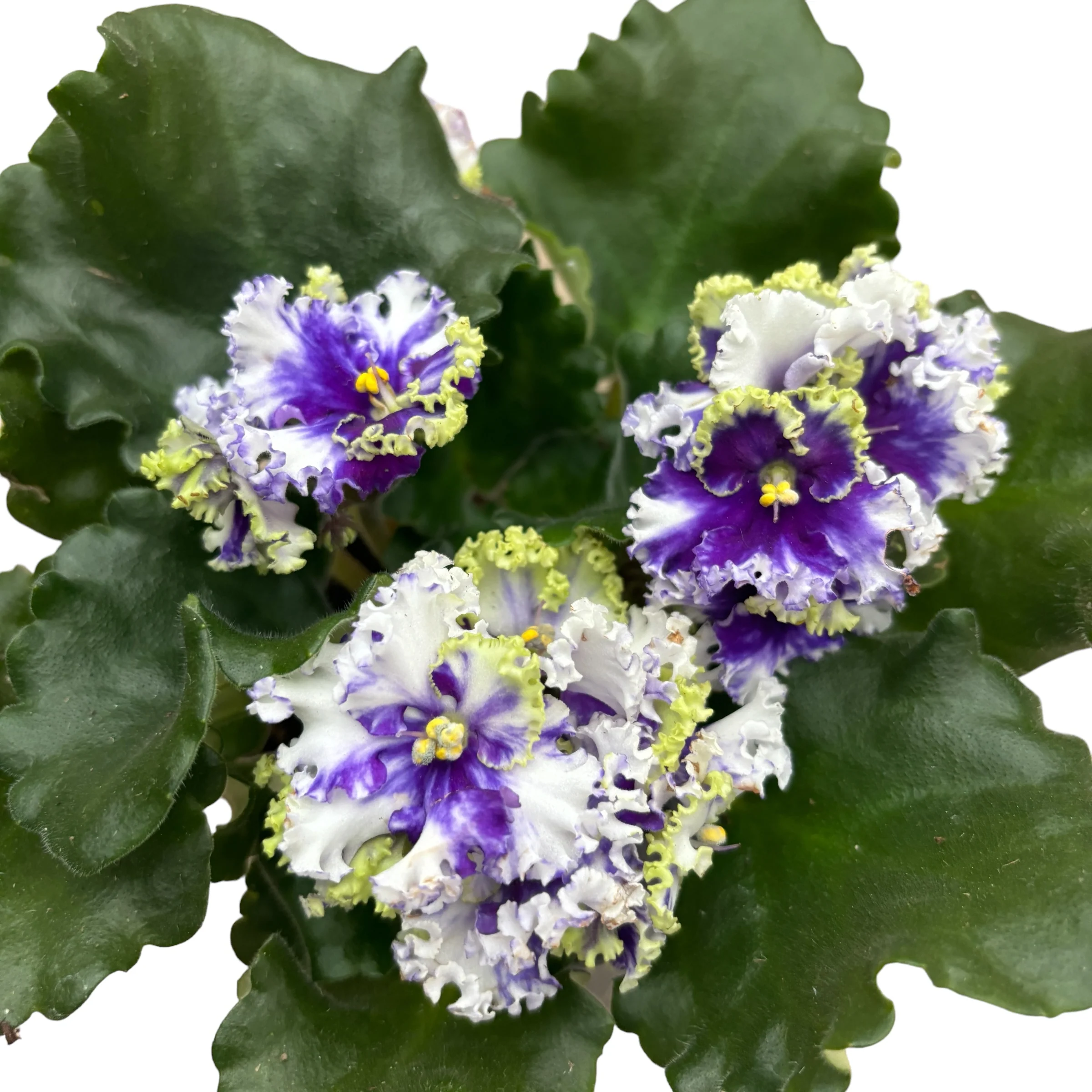 Saintpaulia 'Curlies Ocean Fi’ variation