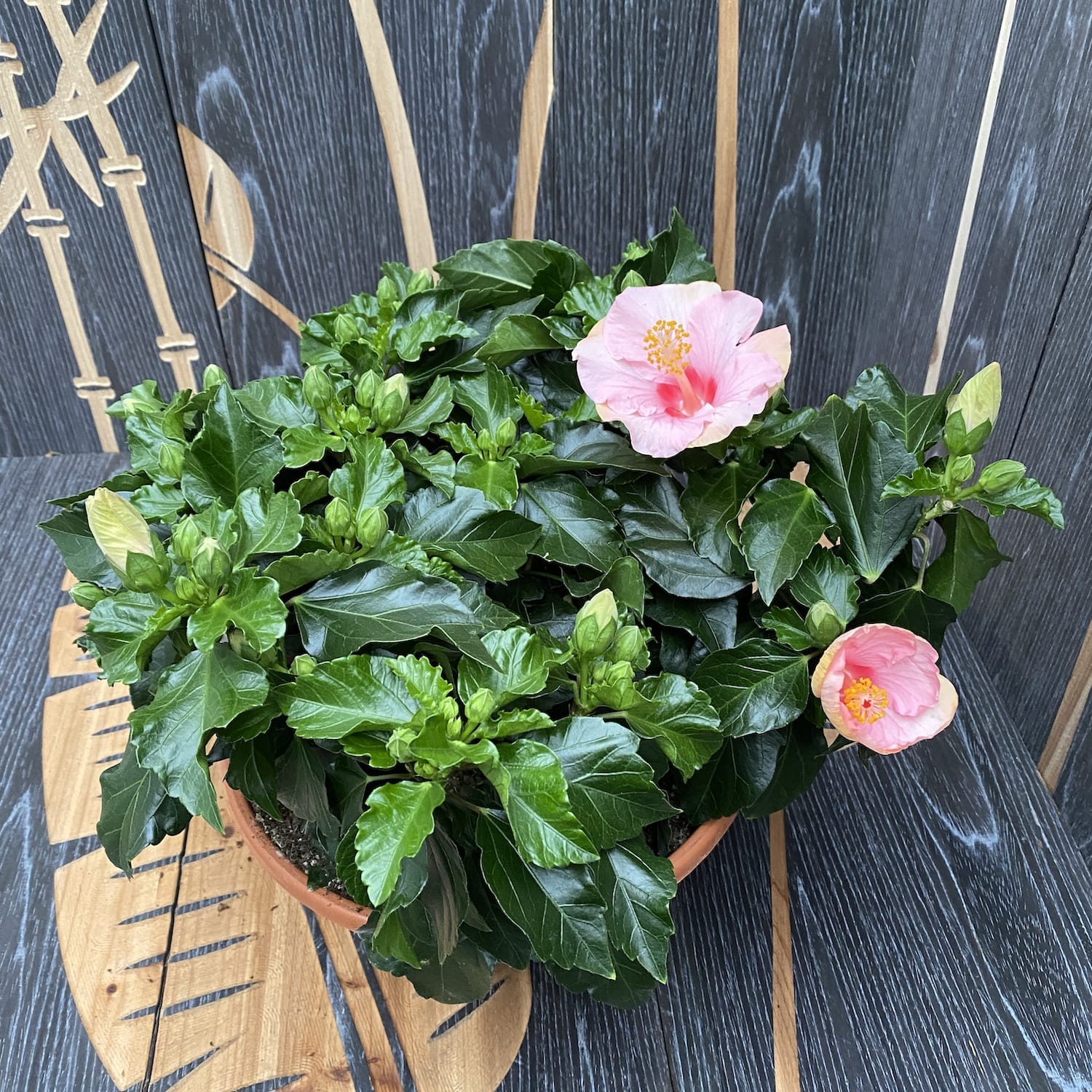 Hibiscus Jersey XXL – 4 plante/ghiveci