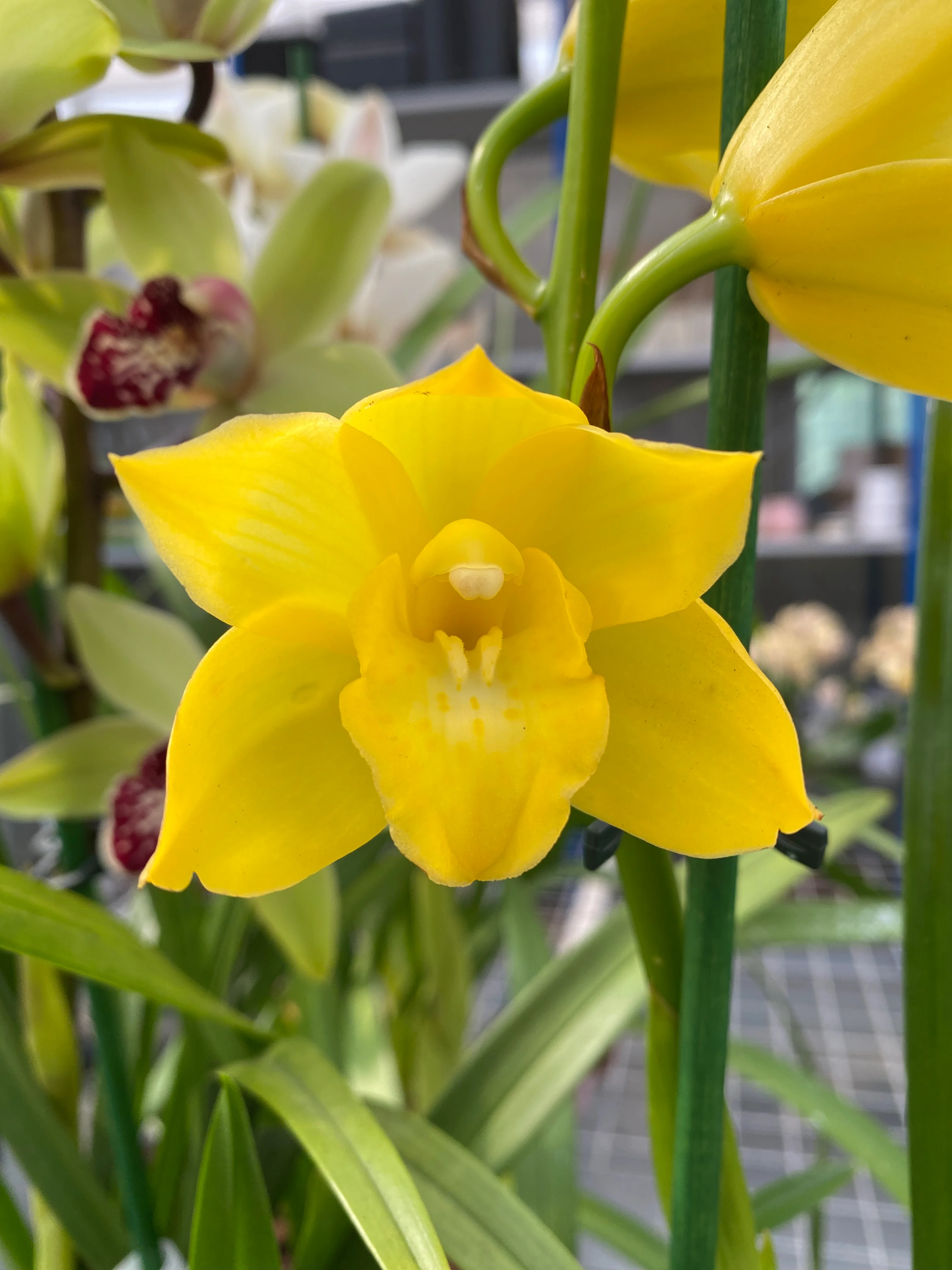 Cymbidium Shiny Yellow parfumat