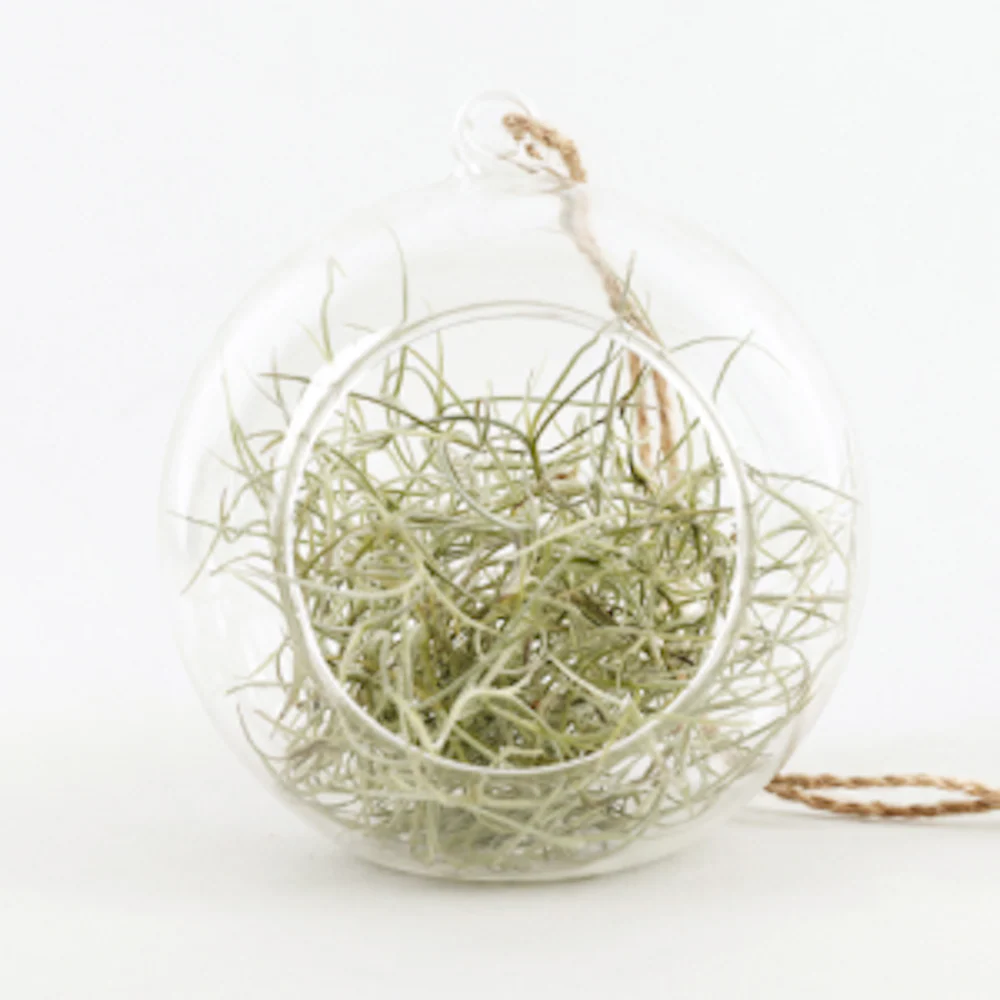 Terrarium cu Tillandsia Usneoides – Spanish Moss