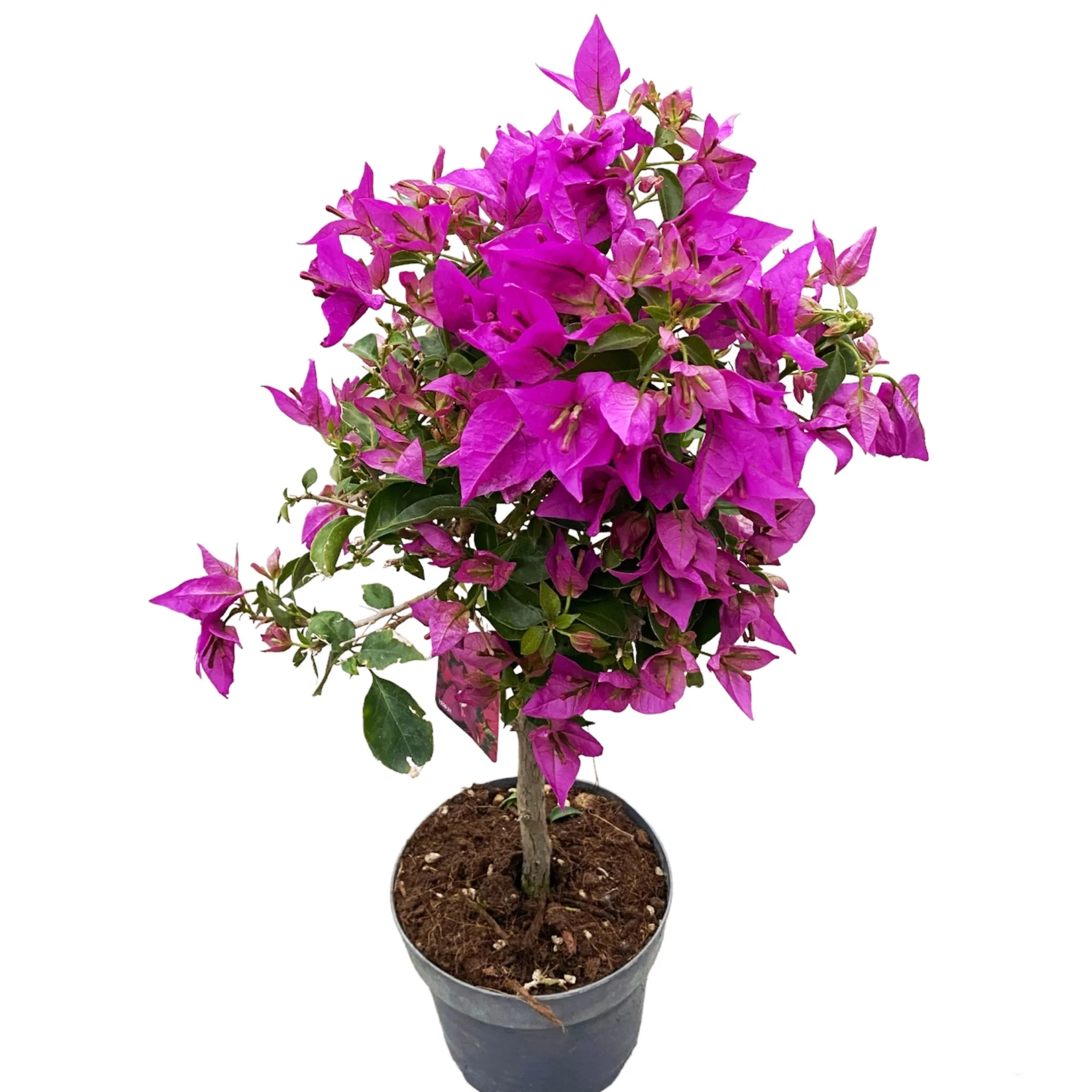 Bougainvillea 'Elisabeth Angus’ (Sabina) – floarea de hartie roz, pe picior