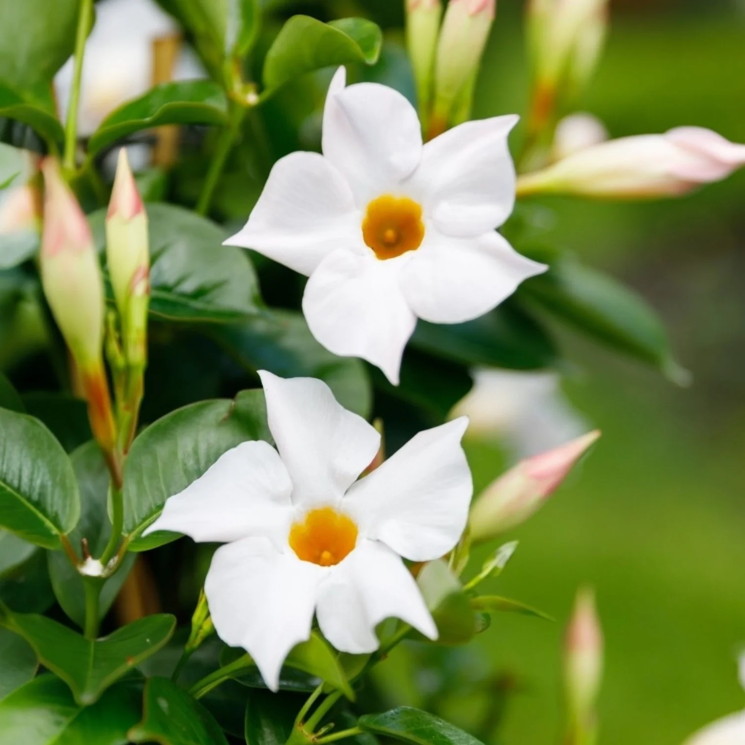 Mandevilla Diamantina® Jade White – dipladenia alba