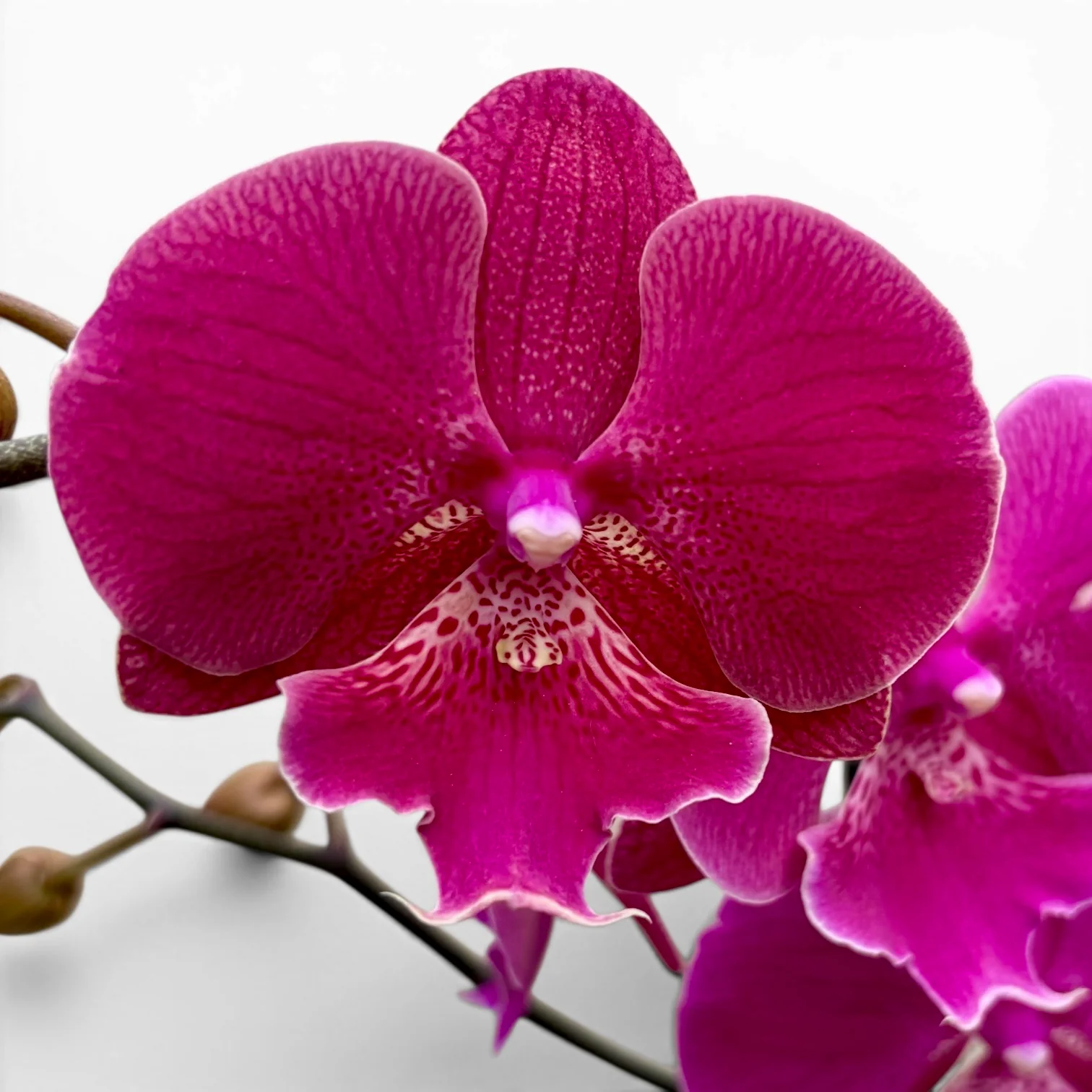 Phalaenopsis 'Limited #115’ big lip