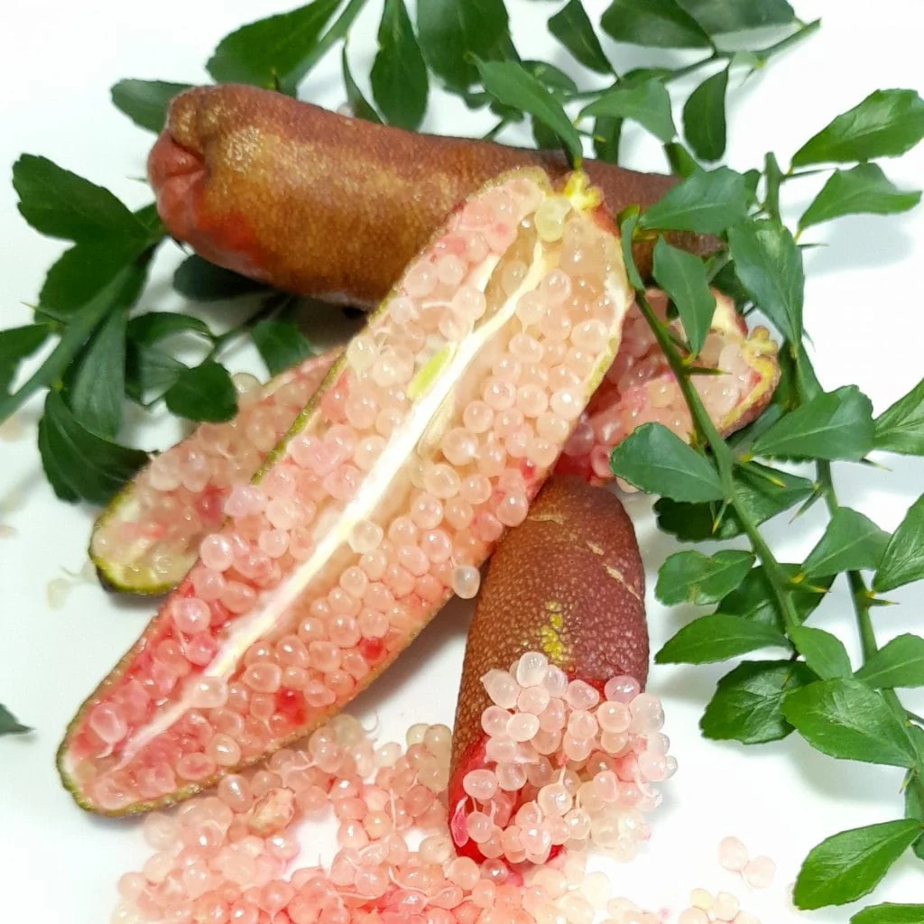 Lamai caviar – Citrus australasica (Caviar Lime, Finger Lime) – exemplare tinere
