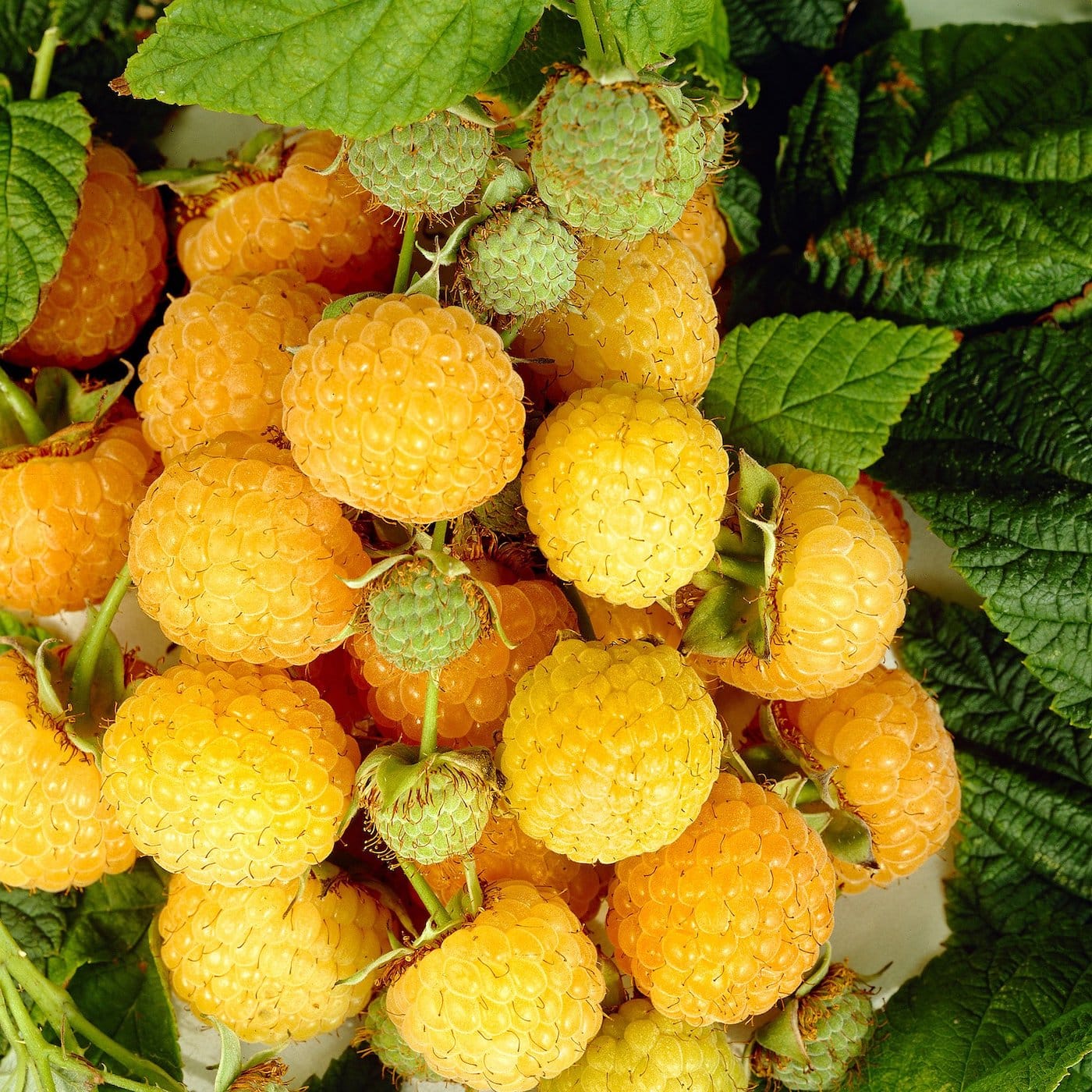 Zmeur galben – Rubus Idaeus 'Golden Everest’ (crescut 100% biologic)