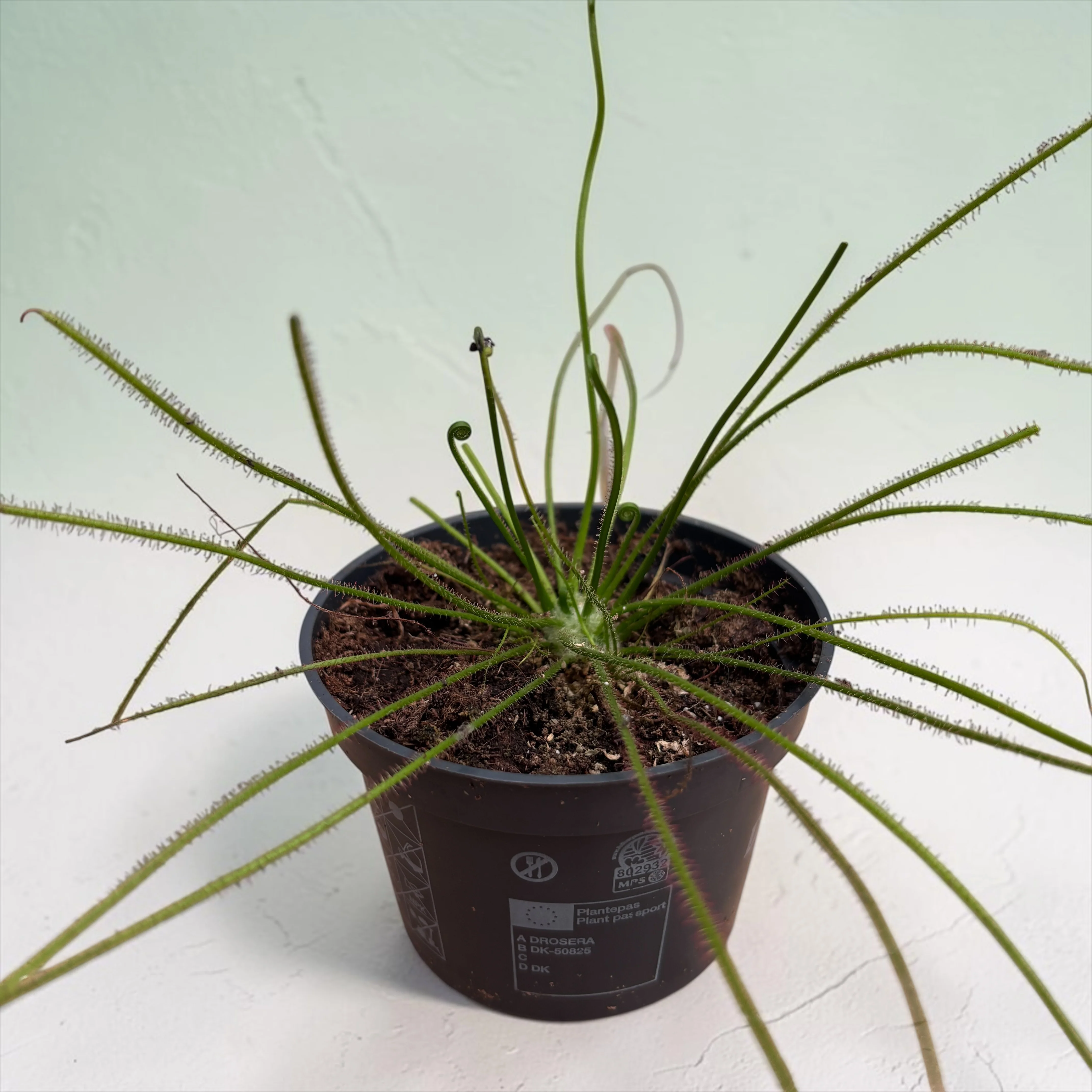 Drosera filiformis