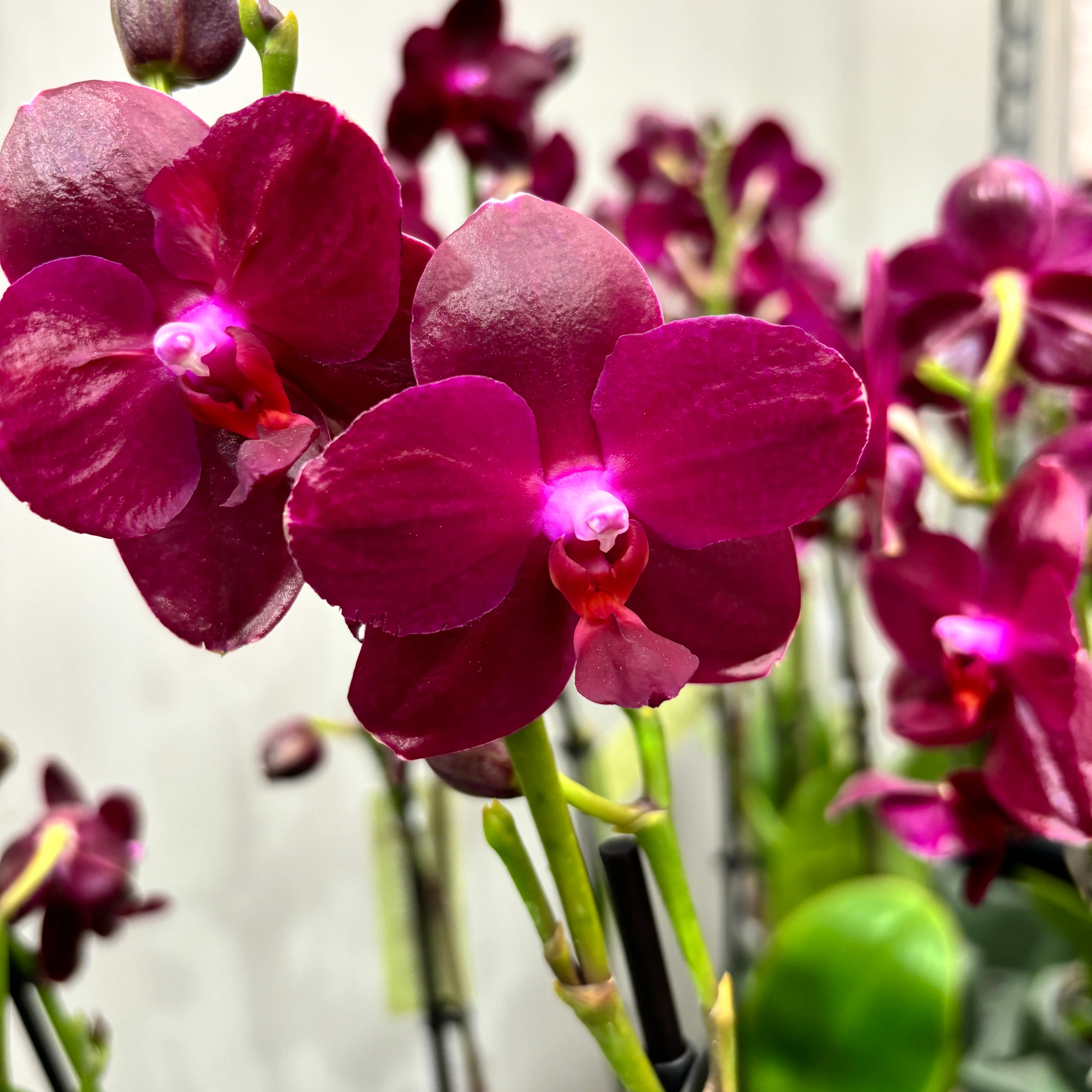 Phalaenopsis Sogo Relex – flori cerate parfumate (NL)