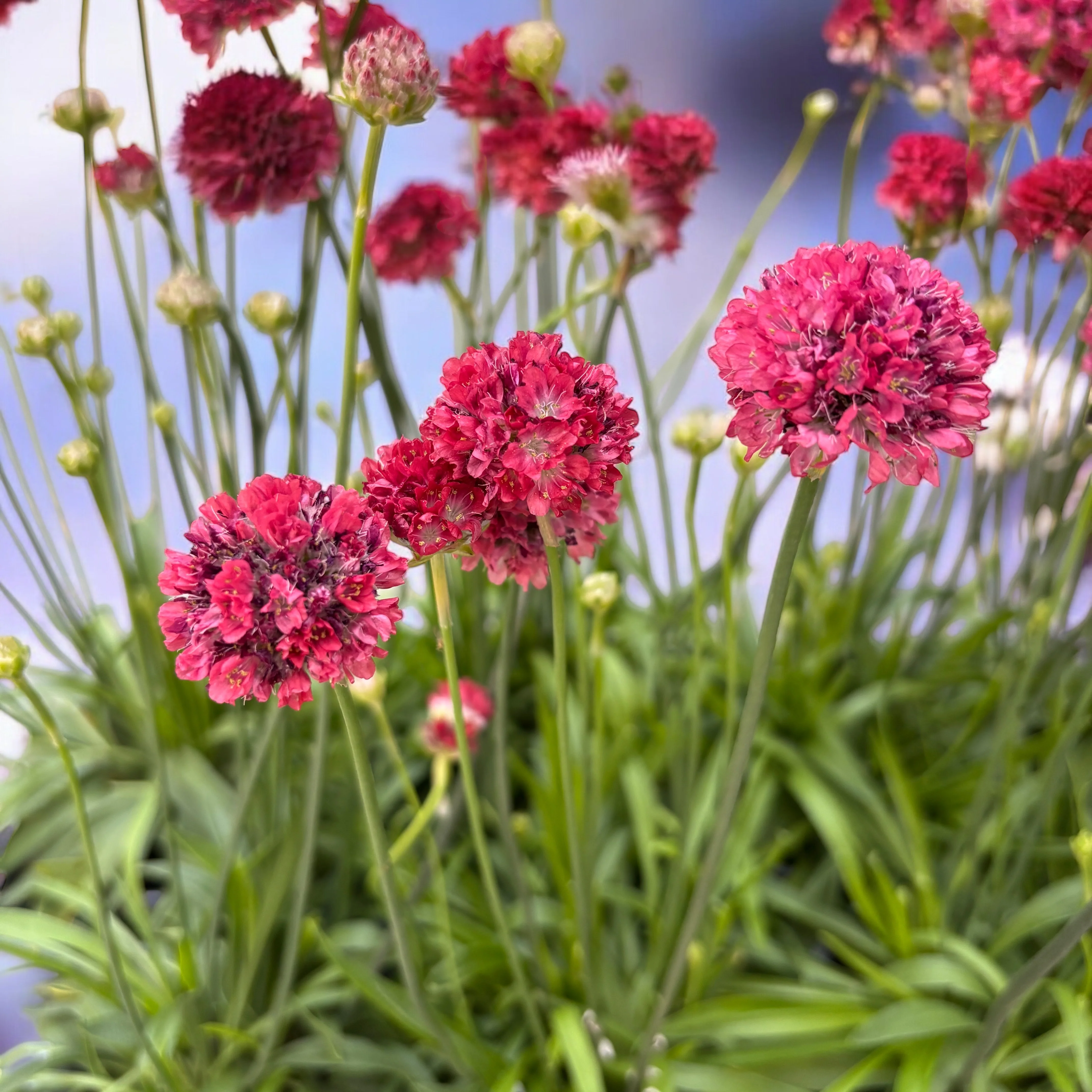 Armeria pseudarmeria 'Ballerina Red’ – Planta perena cu flori rosii globulare, pentru borduri, rocarii si gradini insorite