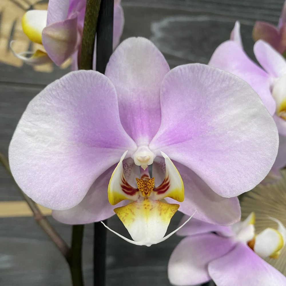 Phalaenopsis 'Pink Clouds’