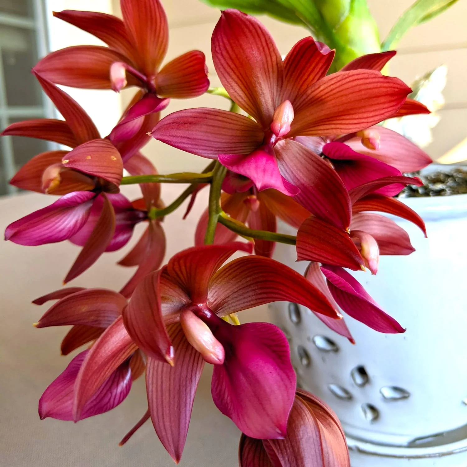Cycnodes Wine Delight (variegata) – flori intens parfumate