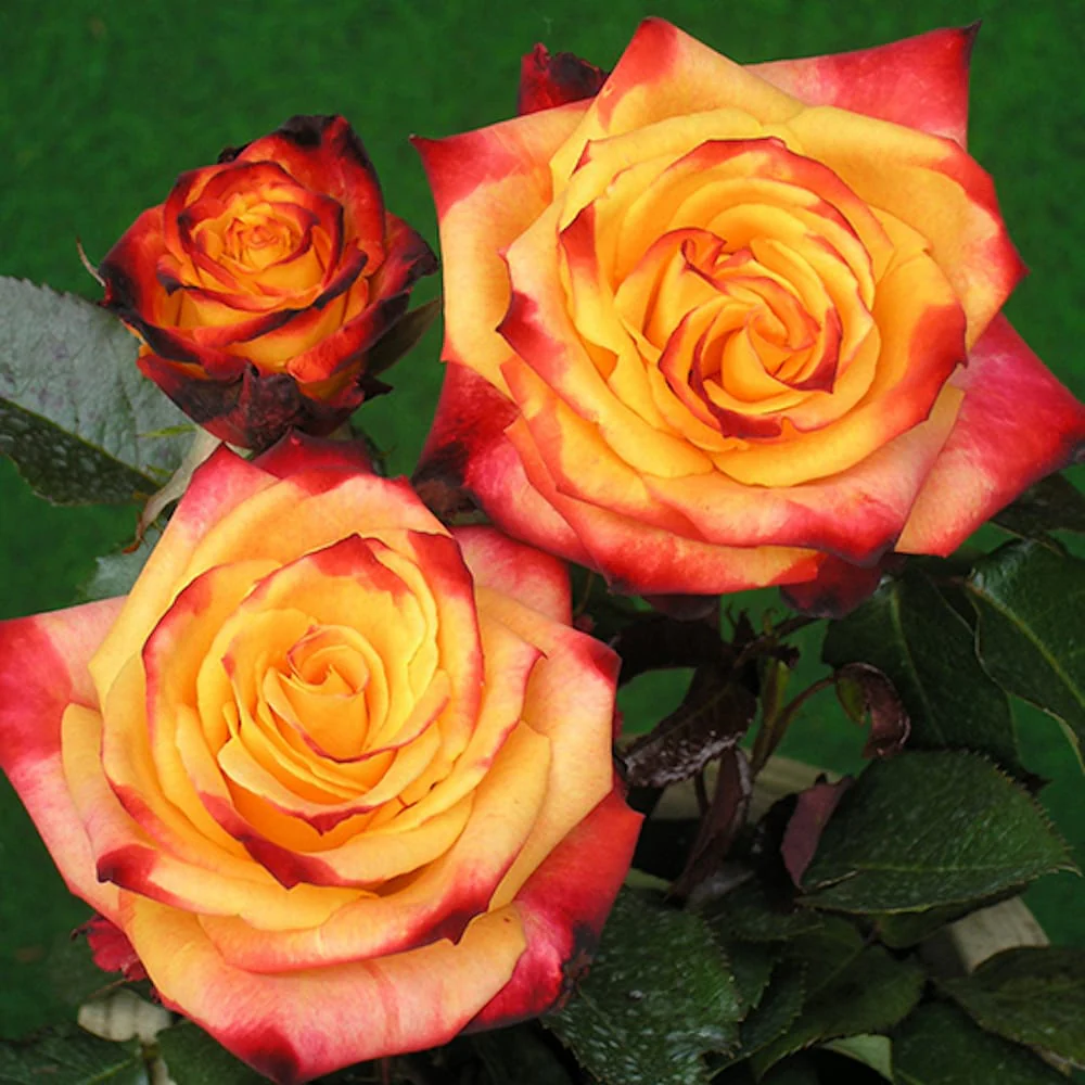 Rosa ‘Mein Munchen’® – Trandafir teahibrid, parfumat