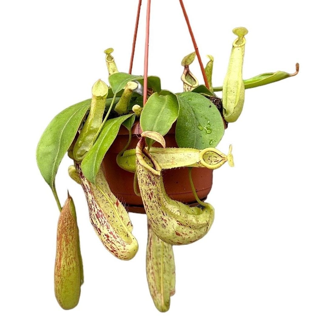 Nepenthes 'Mojito’ (Monkey Jars) – O planta carnivora spectaculoasa!