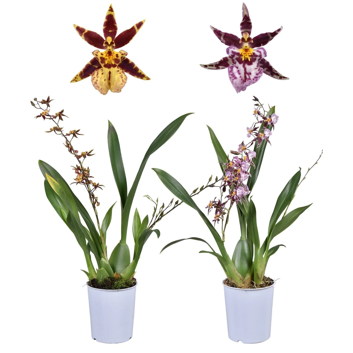 Oncidium (Cyrtocidium) Holm’s Wizard mix (foarte parfumat)