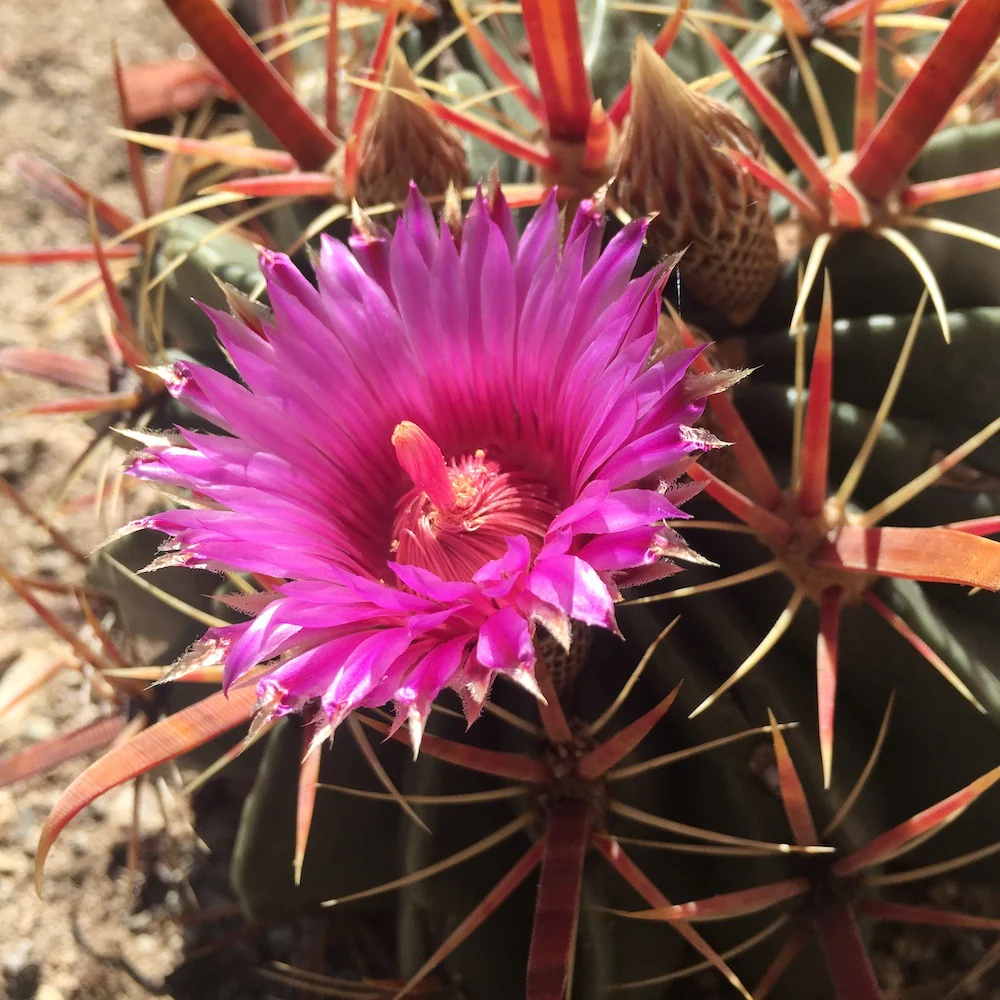 Ferocactus Latispinus