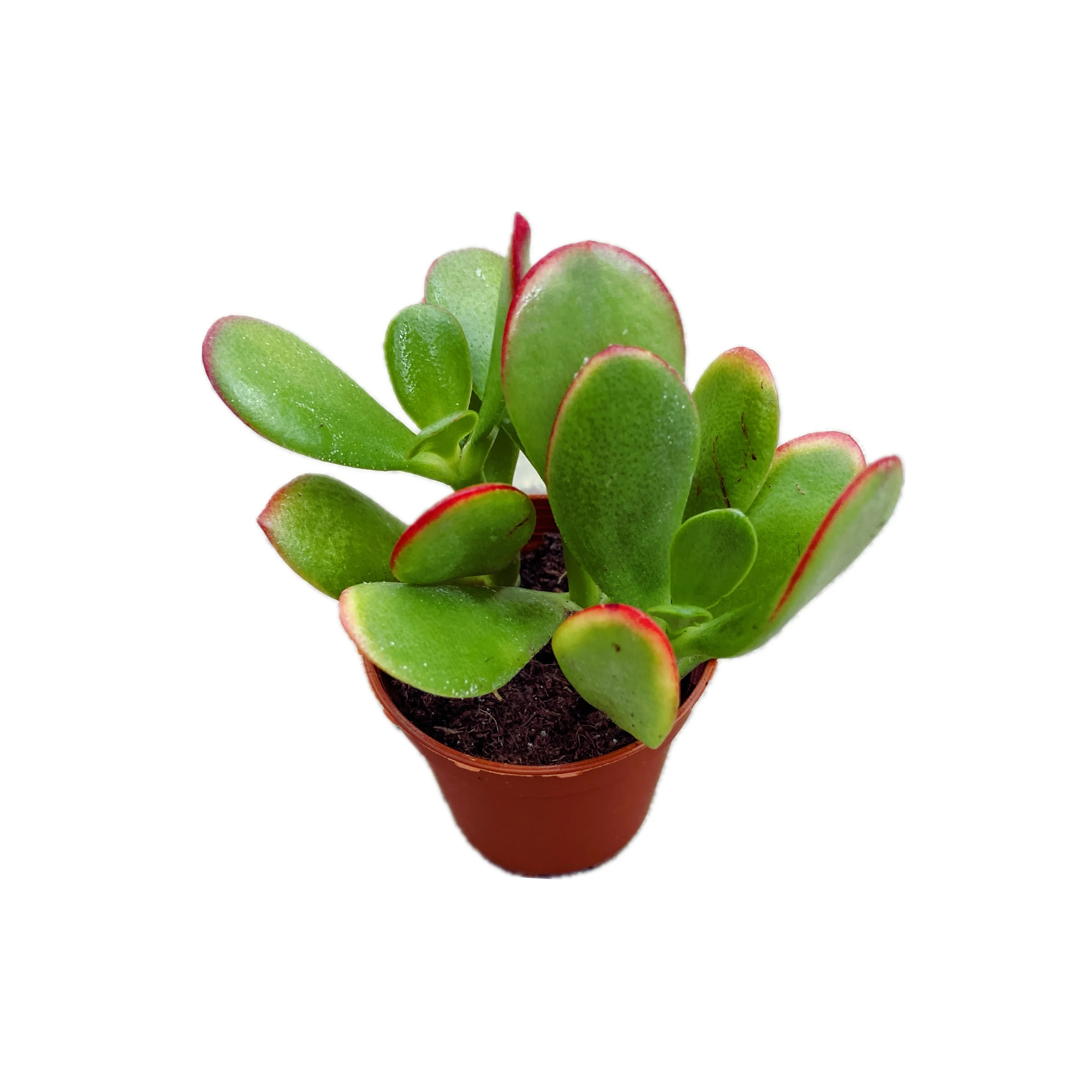 Crassula ovata 'Sunset’ D5 (copacul cu bani)