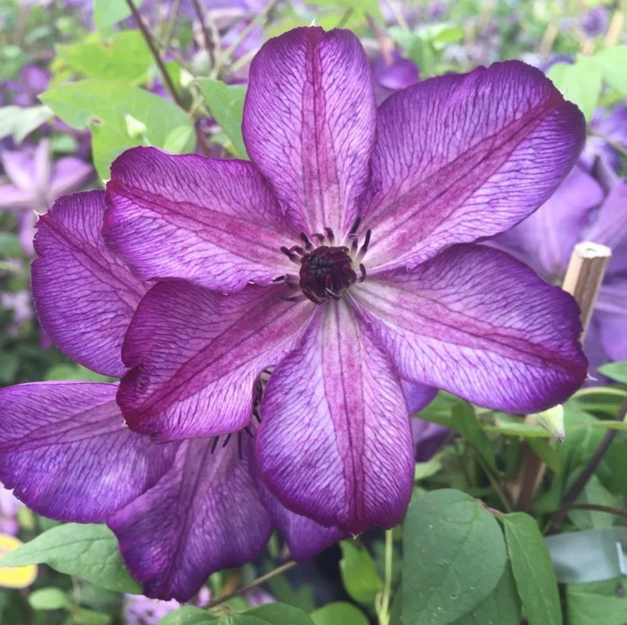 Clematis 'Super Nova’