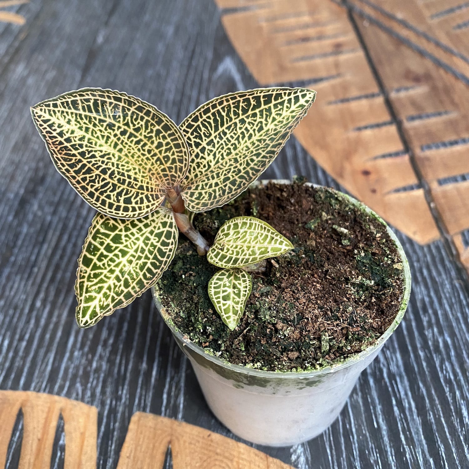 Anoectochilus roxburghii 'Gold Bar’ – (Jewel Orchid) – orhideea bijuterie