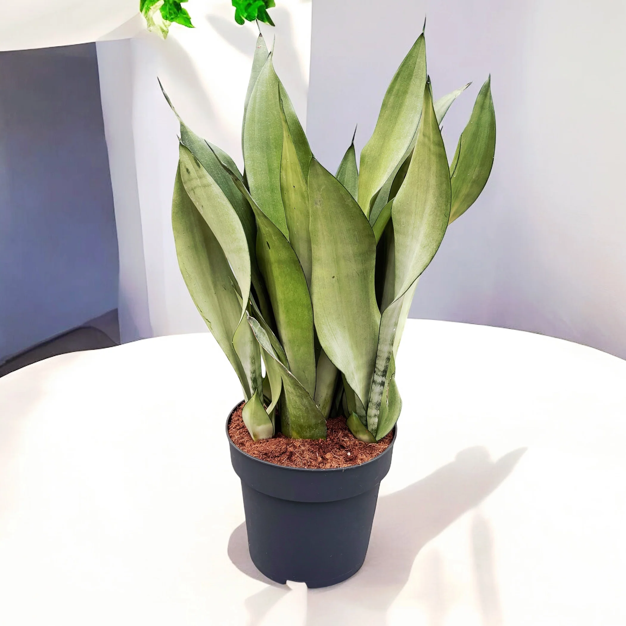 Sansevieria trifasciata 'Moonshine’ – exemplare XL
